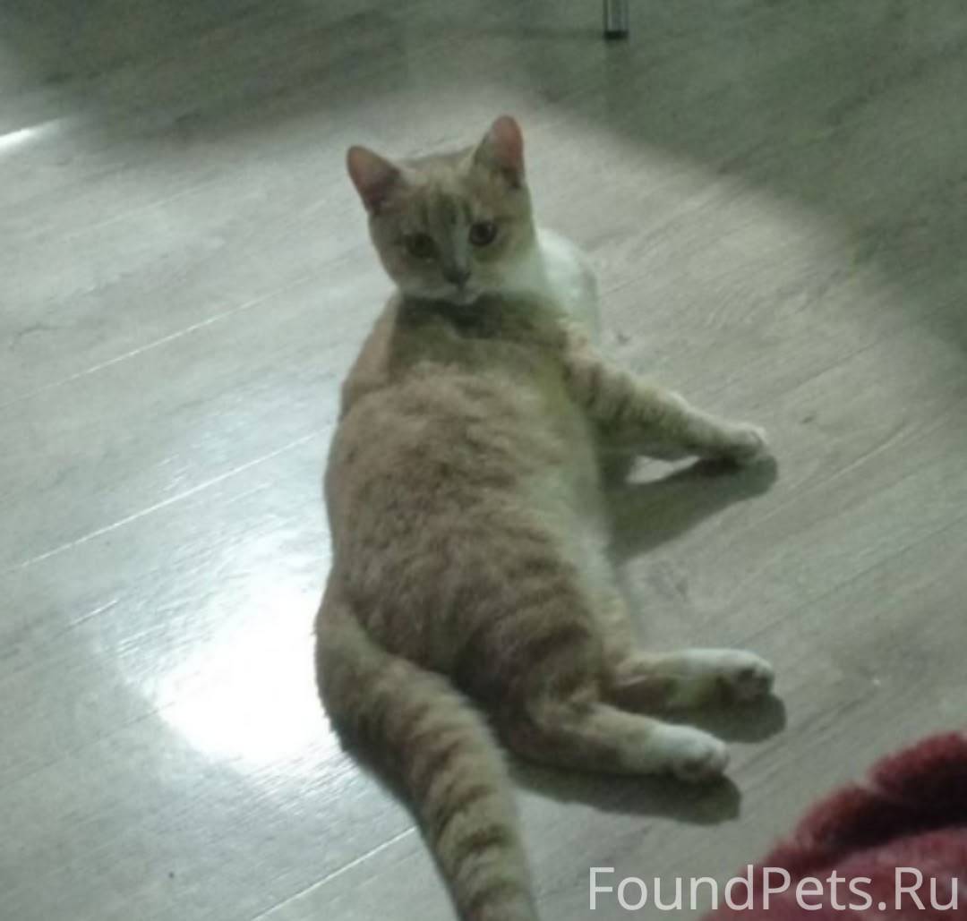 Пропал кот, г. Бузулук, номер ...