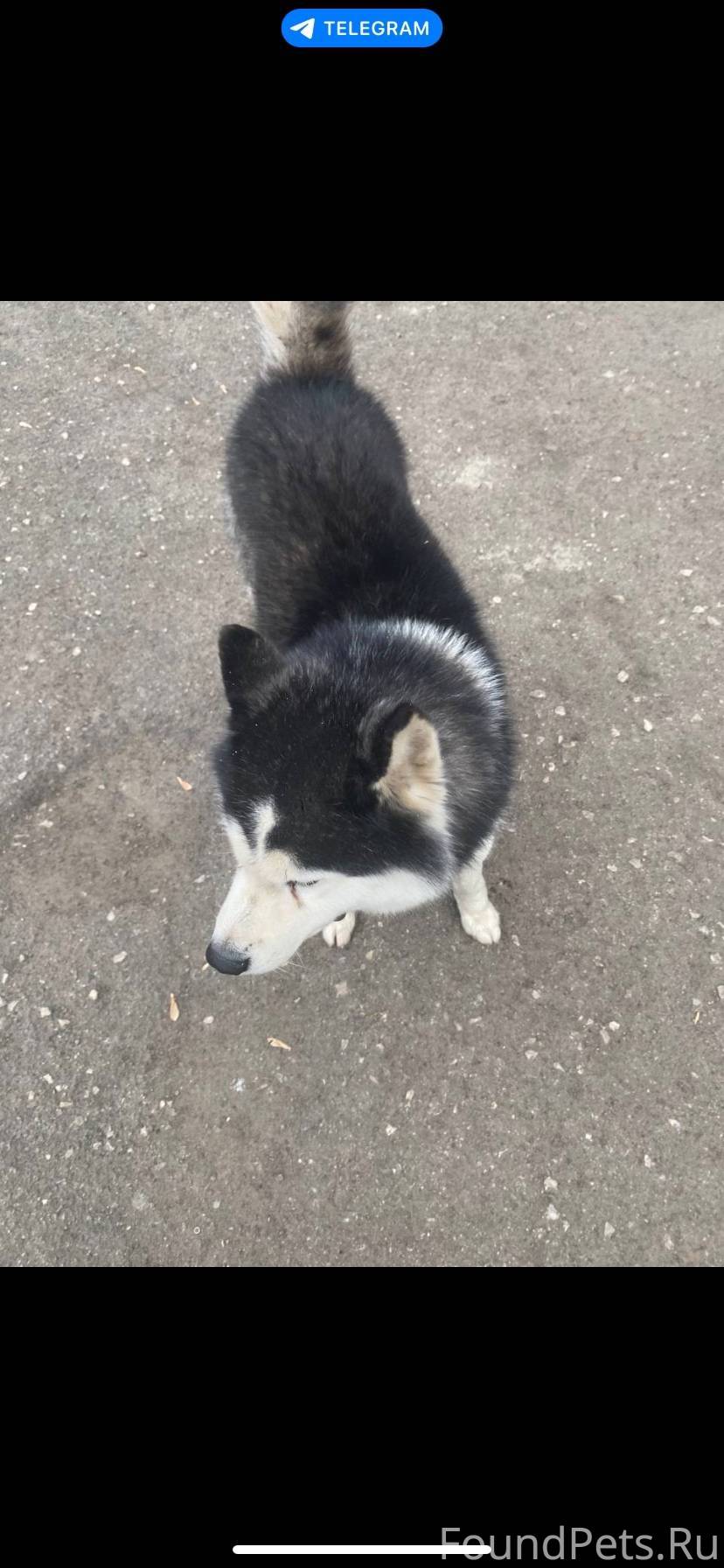 Тольятти Комс рацон Бегает по ...