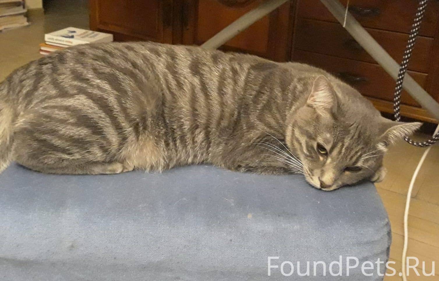 СПб Калининский район Пропал к...