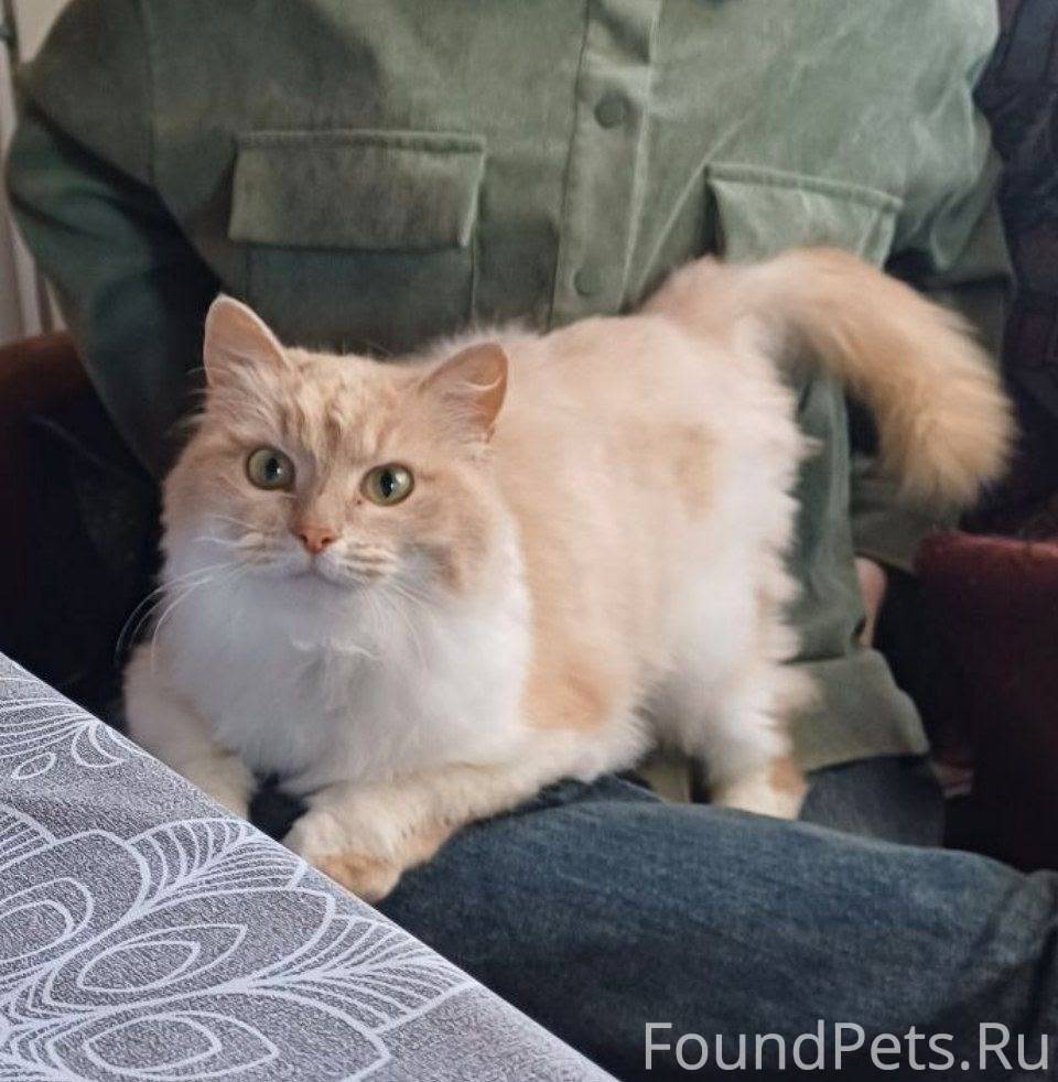 Здравствуйте. Пропала кошка. О...