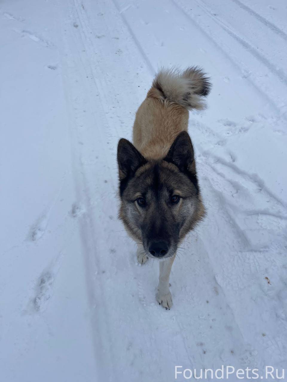 НАЙДЕНА (ЗАМЕЧЕНА) Прибилась с...