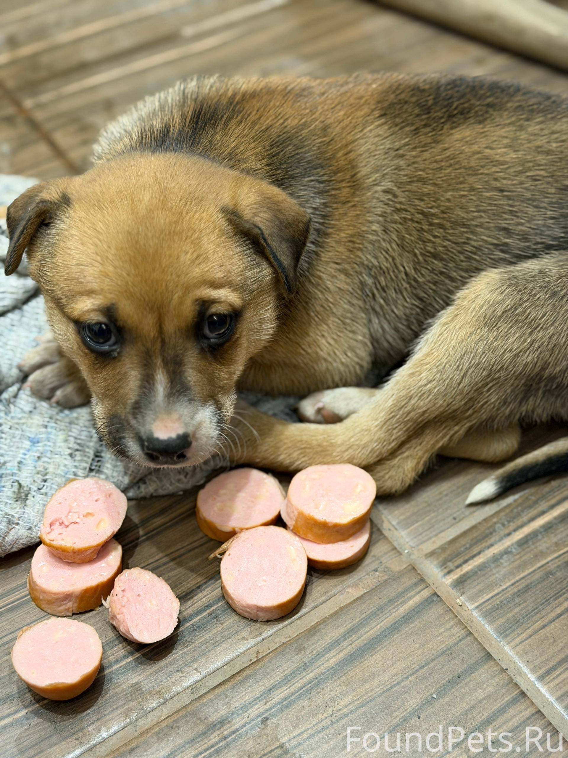 Найден маленький щенок. Обнару...