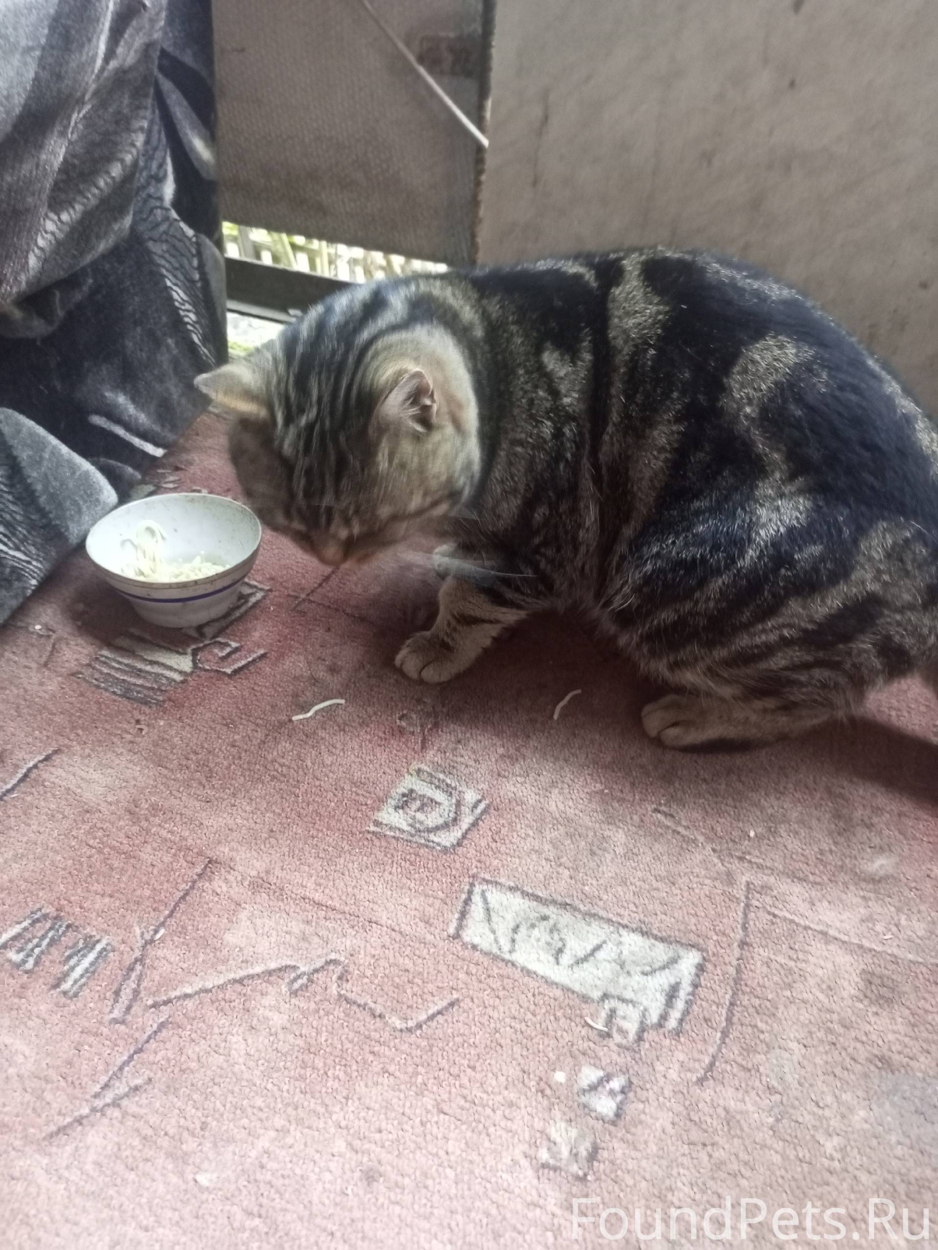 Добрый день, чья потеряшка? Пр...