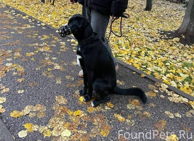 🆘 СБЕЖАЛА СОБАКА В НАМОРДНИКЕ ...