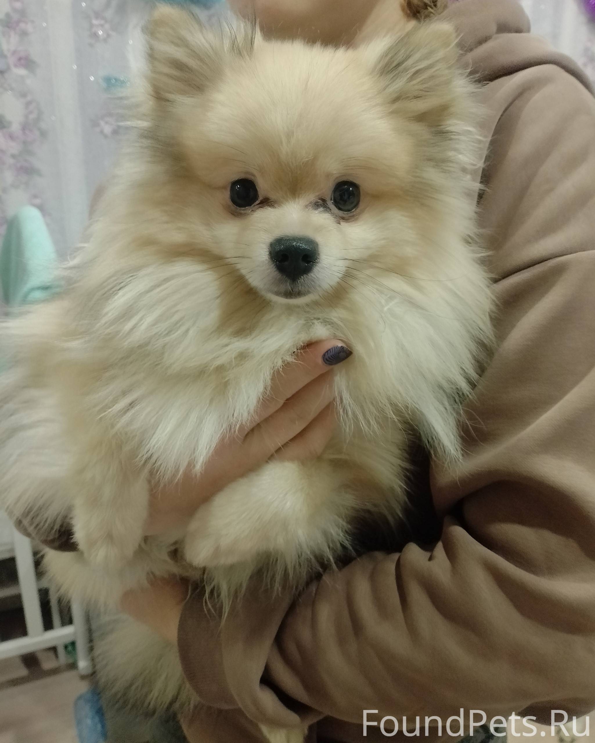 Найден щенок в Талице Писать:h...