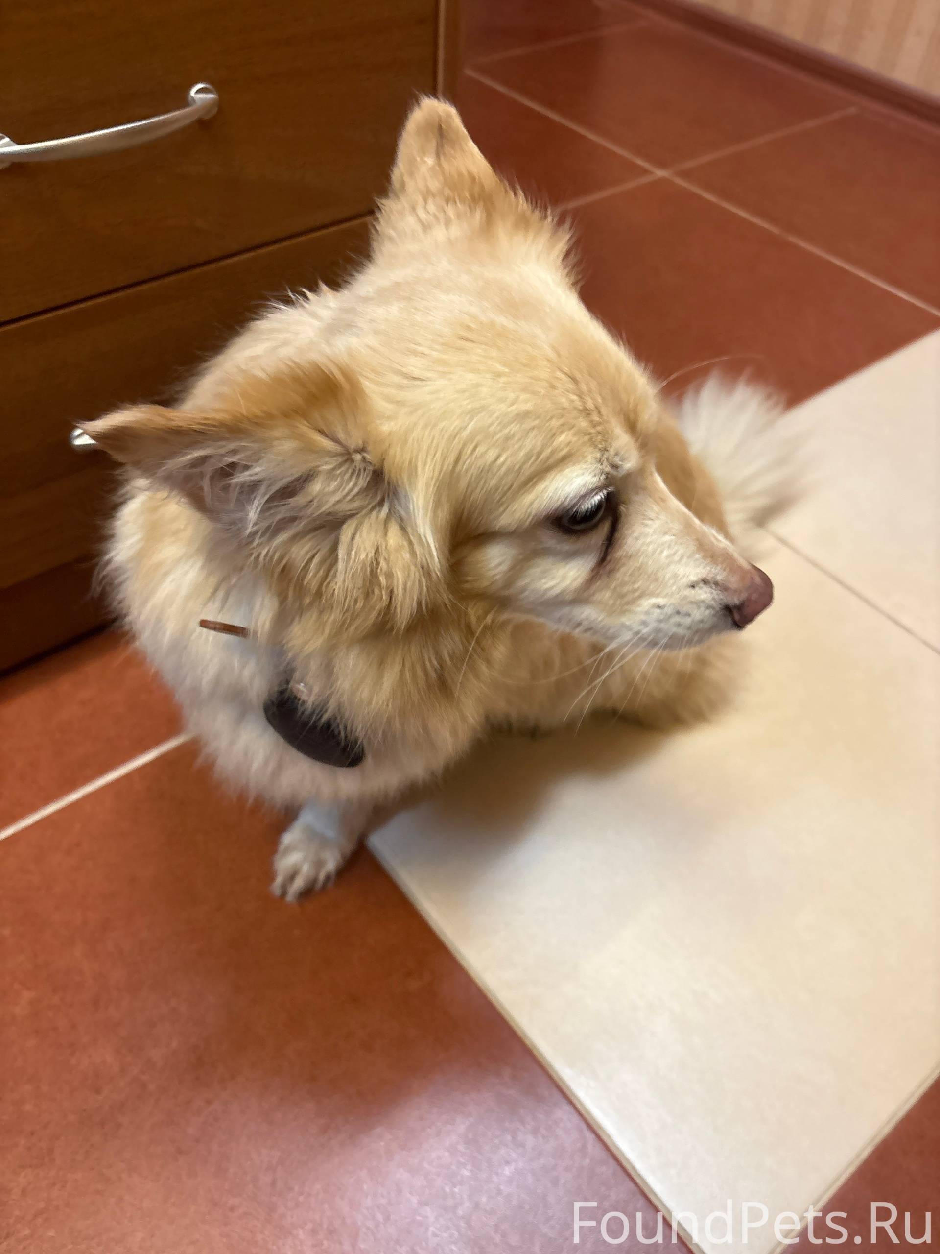 Чья собака? С ошейником, найде...