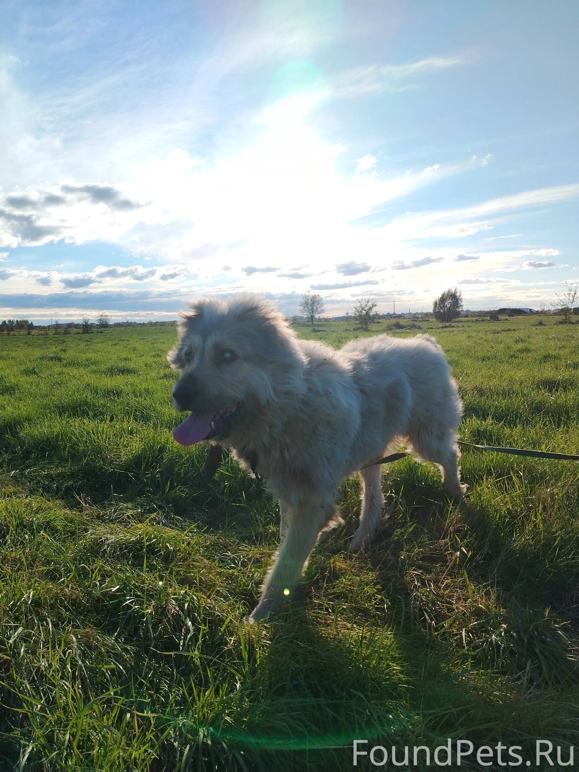 Пропала собака 11.12.25 Район....