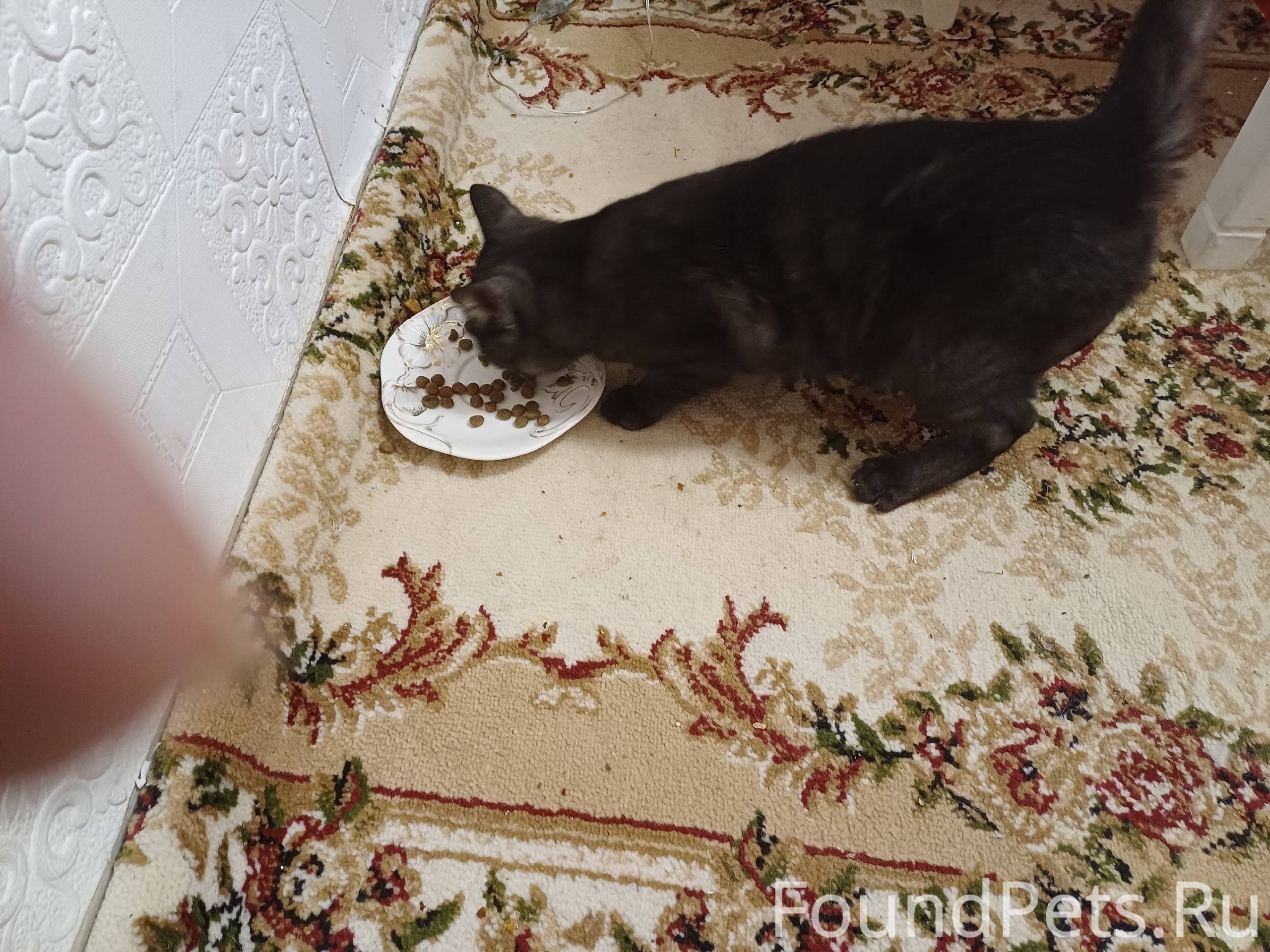 Здравствуйте, найден котёнок п...