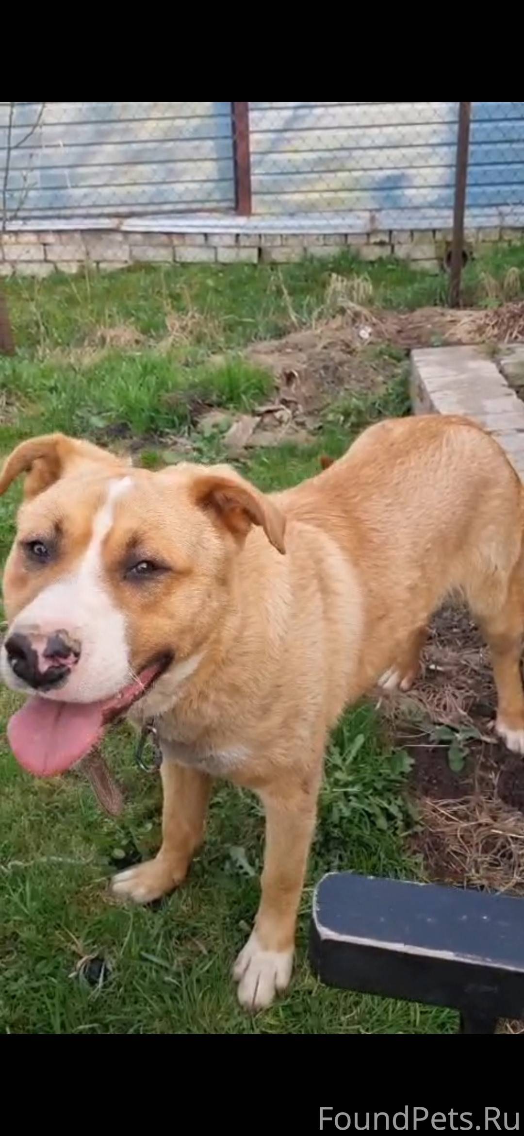 Ищу собаку.зовут Чип.сорвался ...