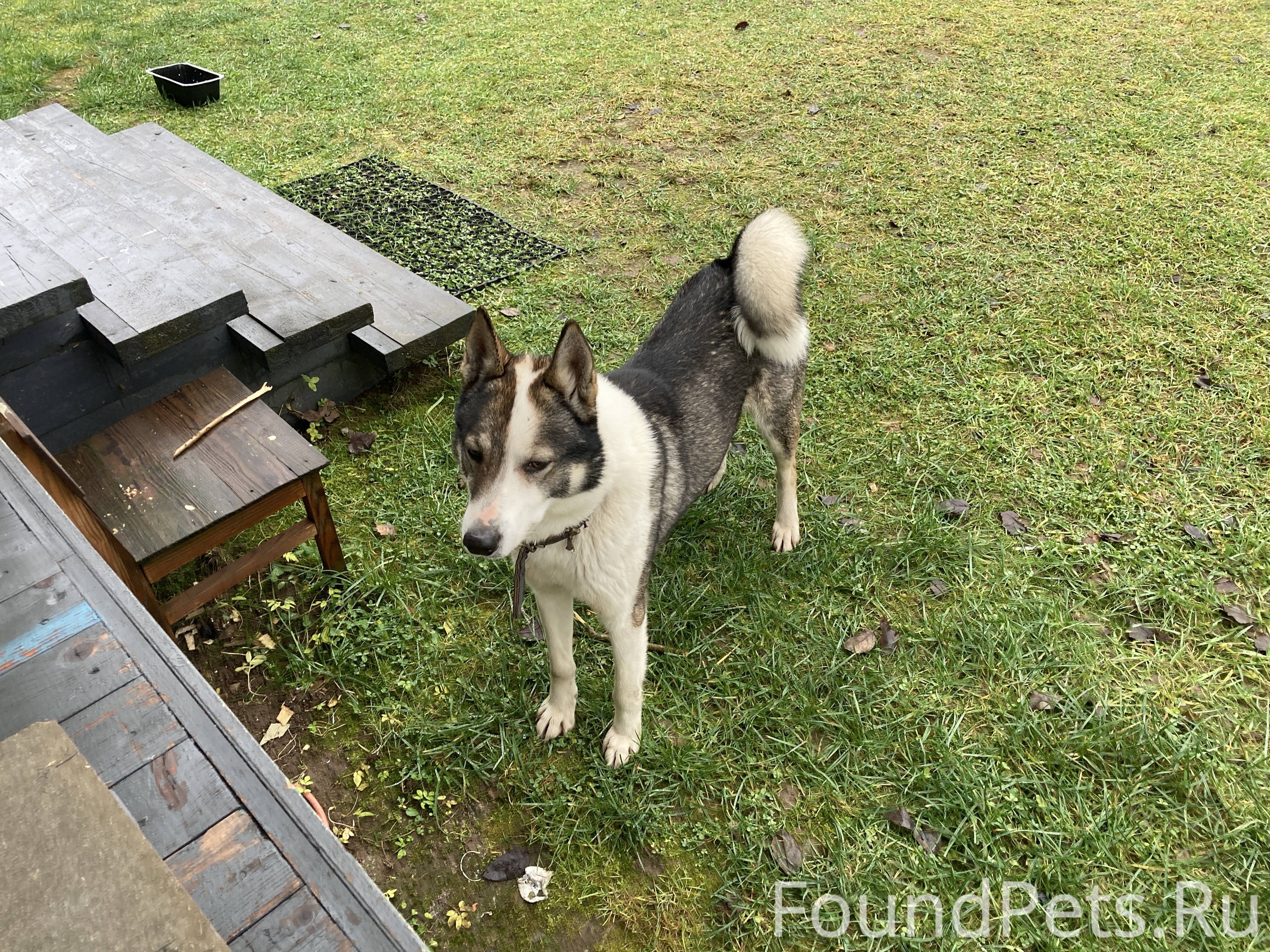 Найдена собака Д. Селятино