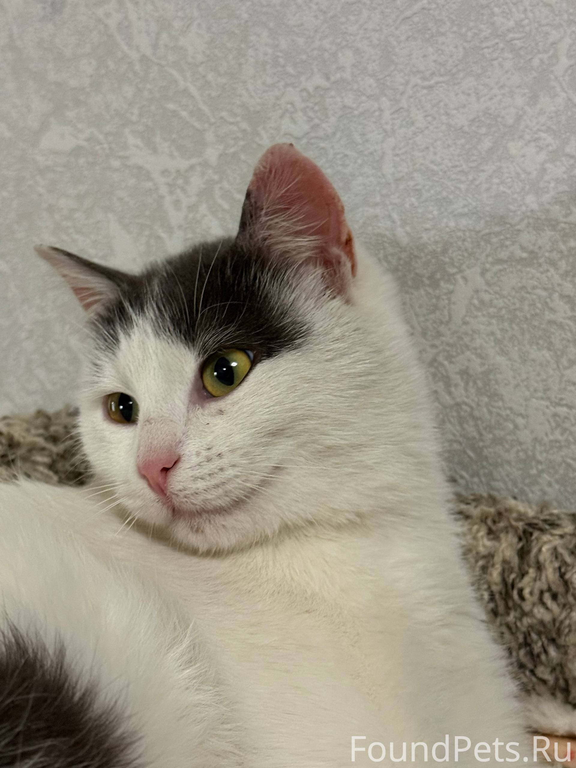 Найдена кошка на птичьем рынке...