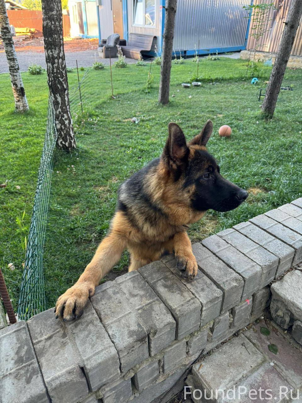 Немецкая овчарка , кобель