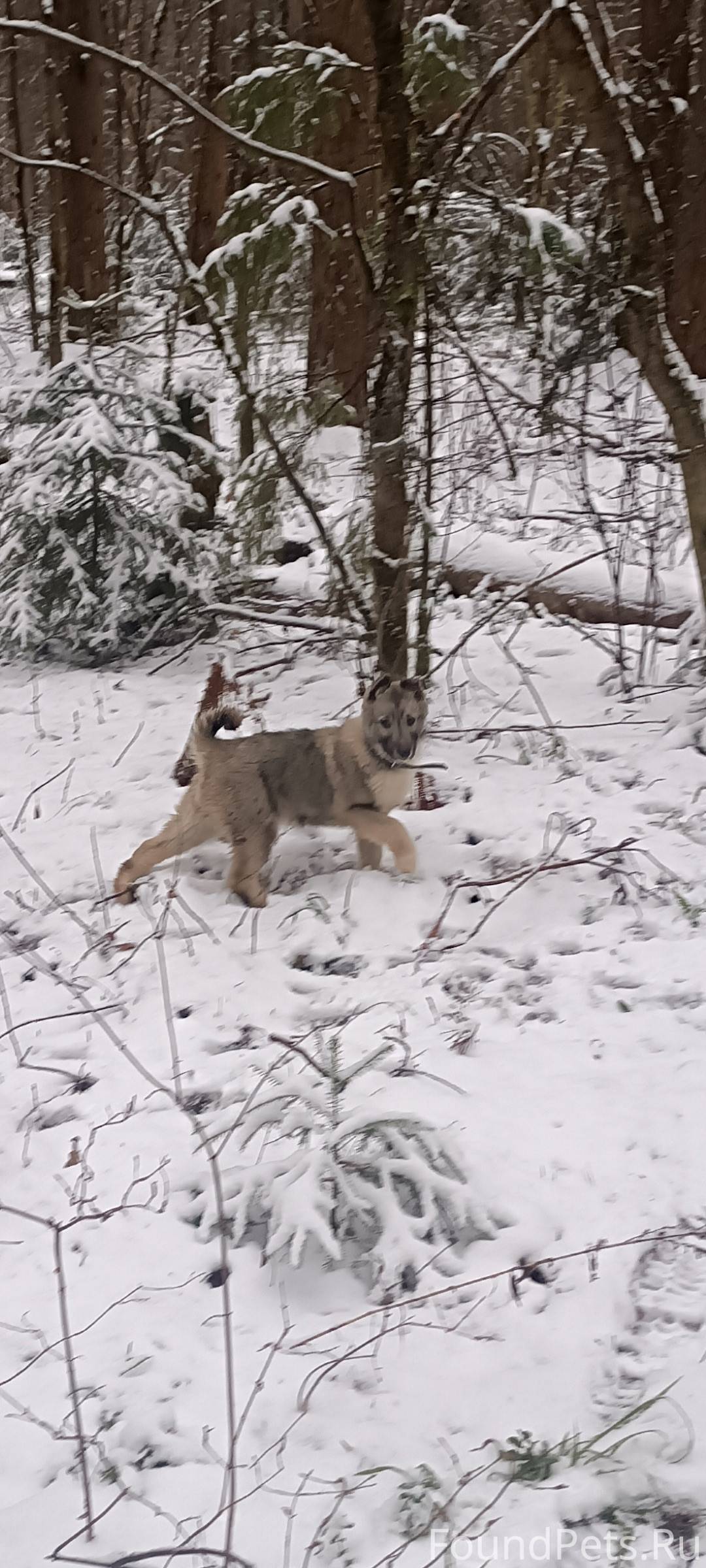 Пропал щенок породы лайка в ра...