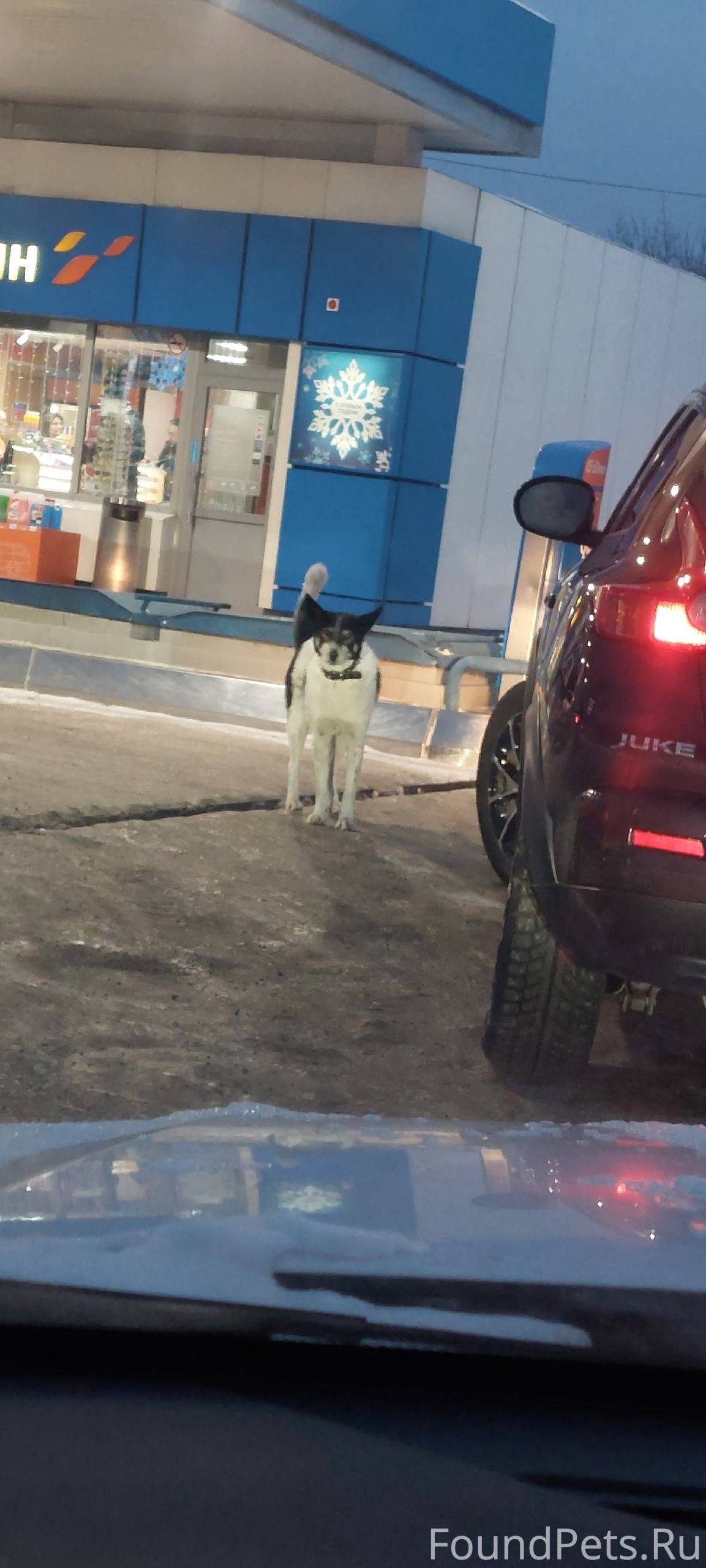 Кто потерял собаку? Бегает на ...