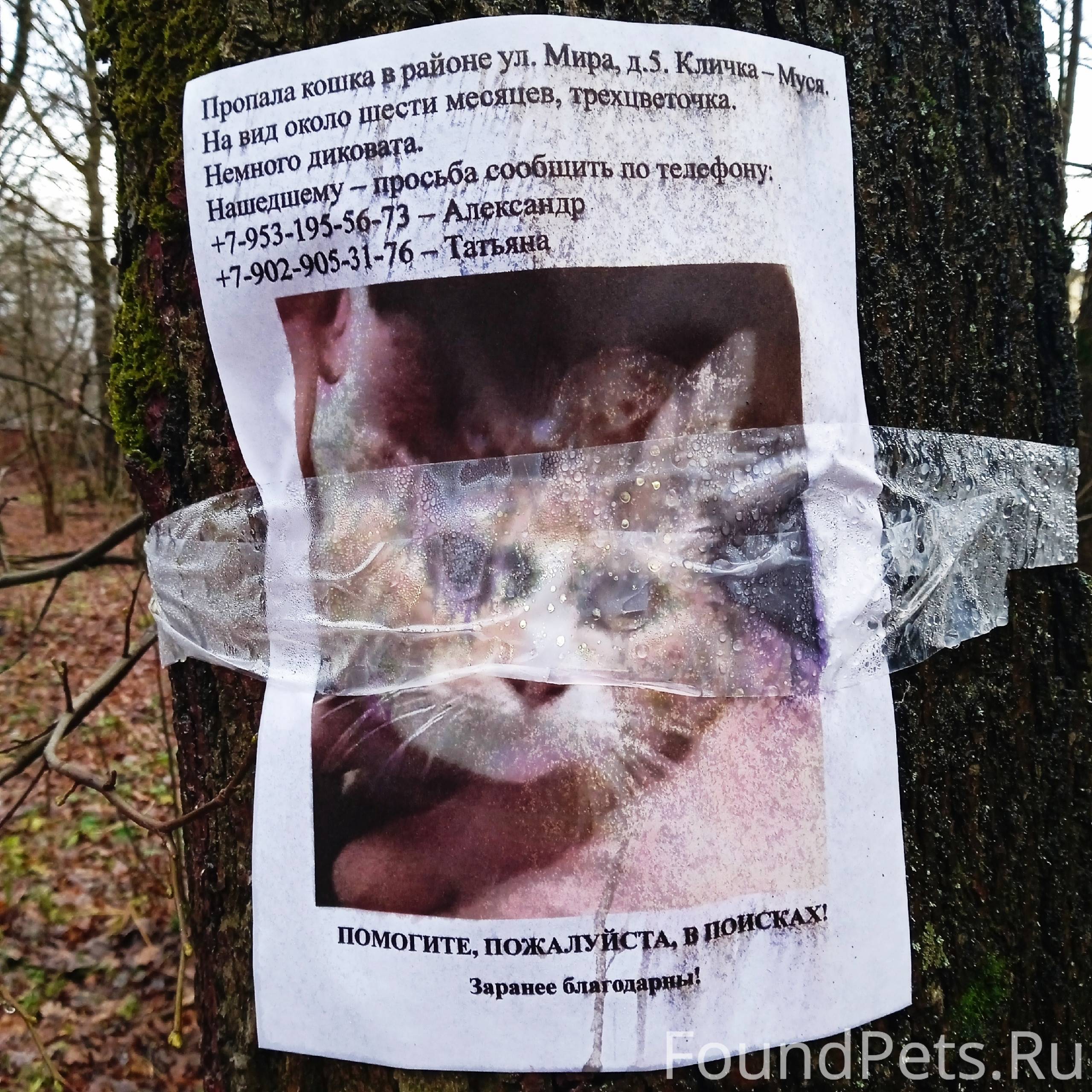 Щёкино,ул Мира! Пропала кошка,...