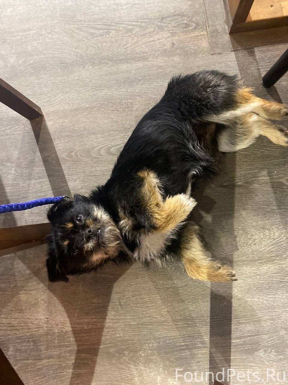 Два дня назад найден мелкий пе...