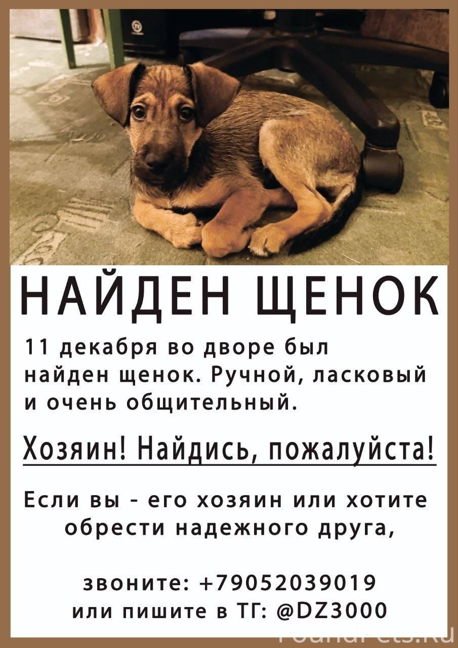 Друзья нашли щенка. Теперь ищу...