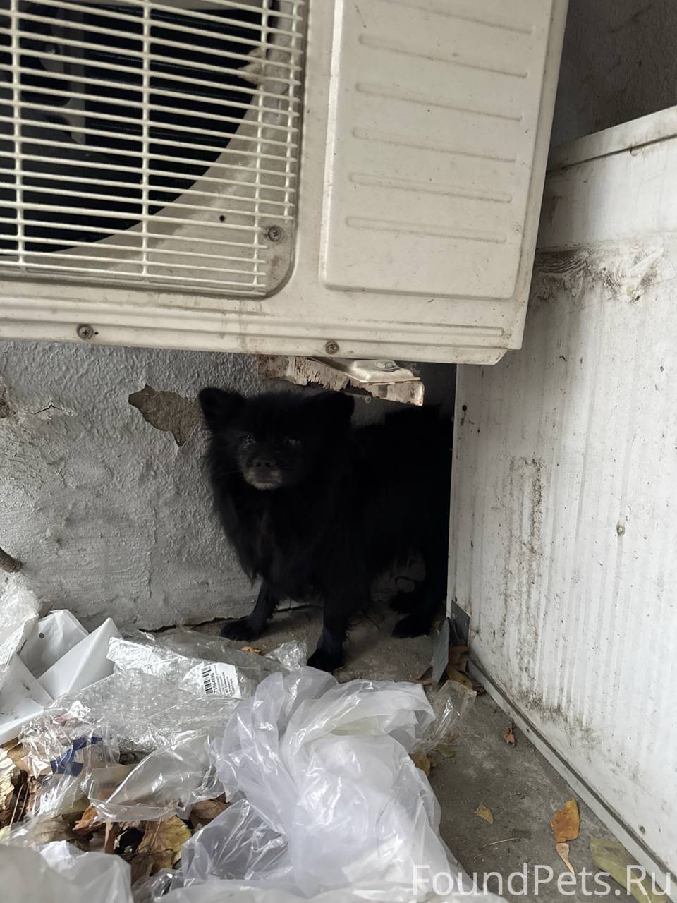 Найдена собака , породы шпиц п...