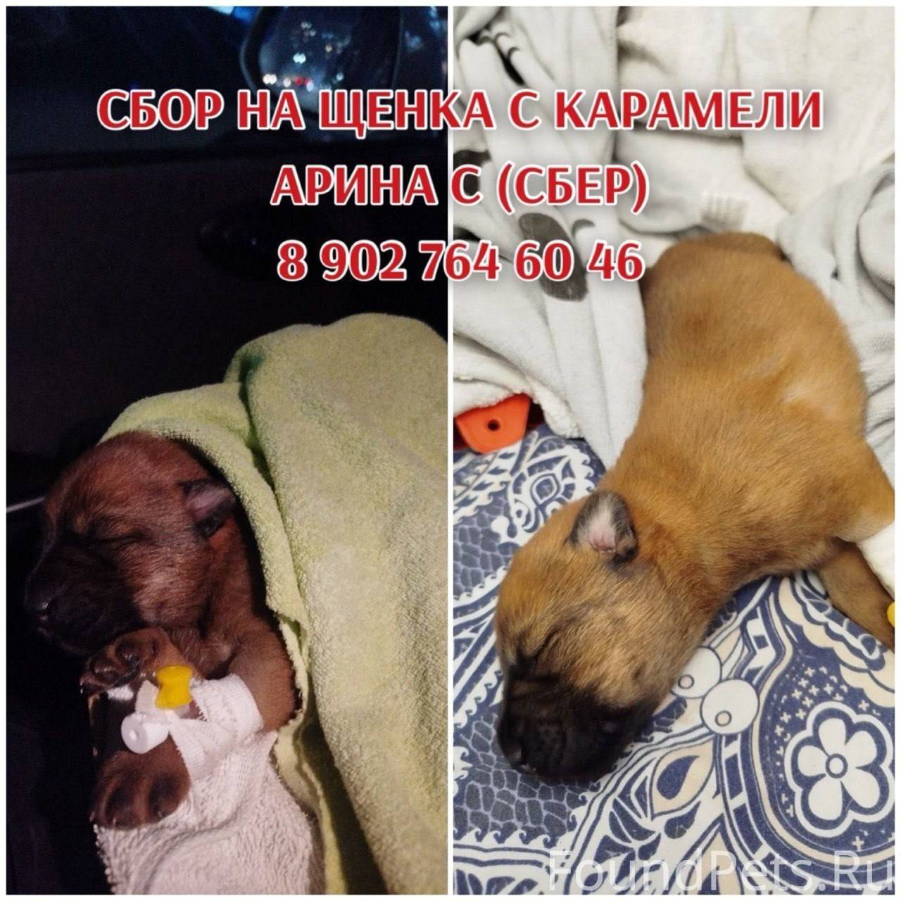 😭Слепой щенок найден в коробке...