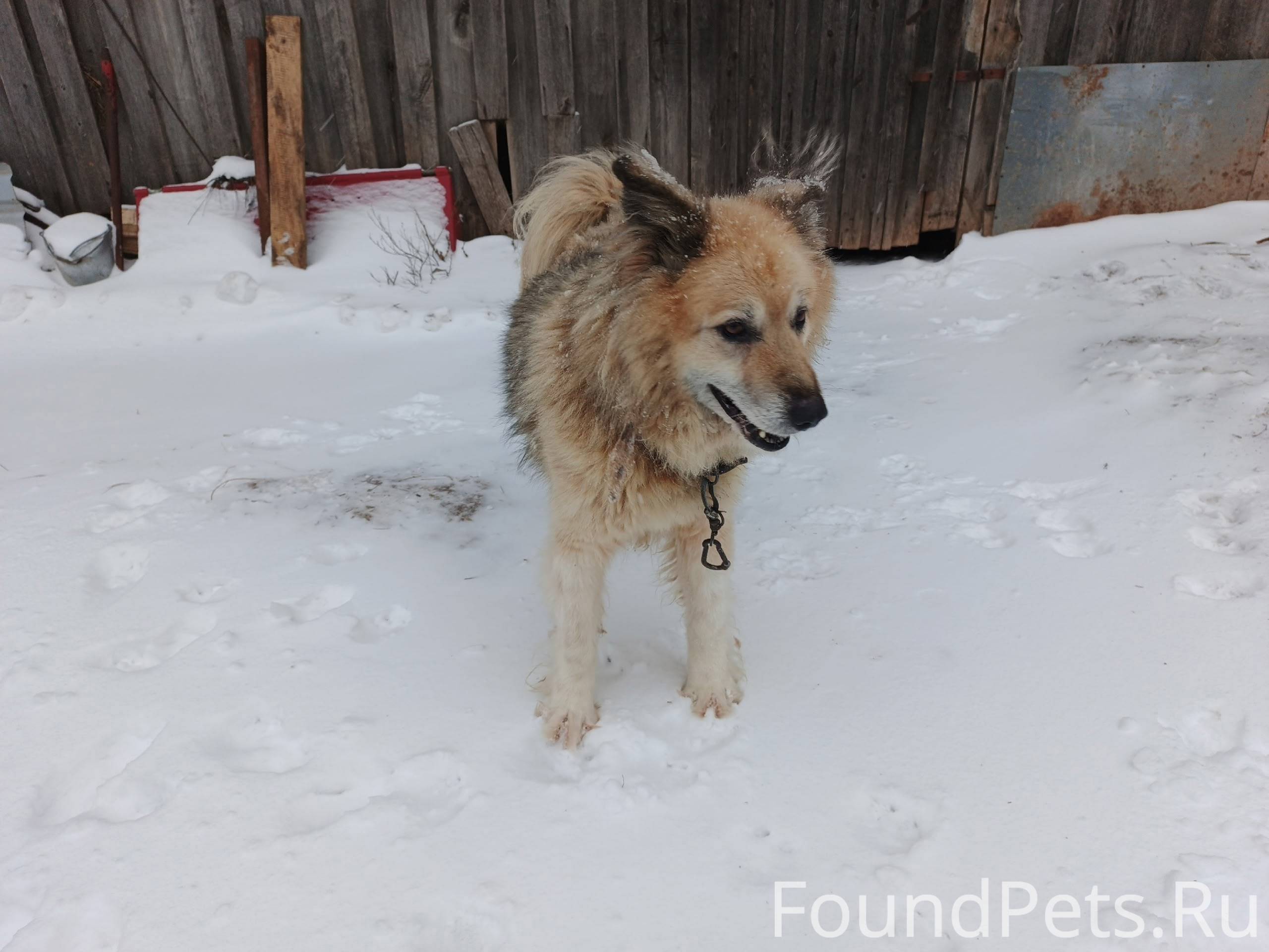 Найдена собака ошейник с караб...