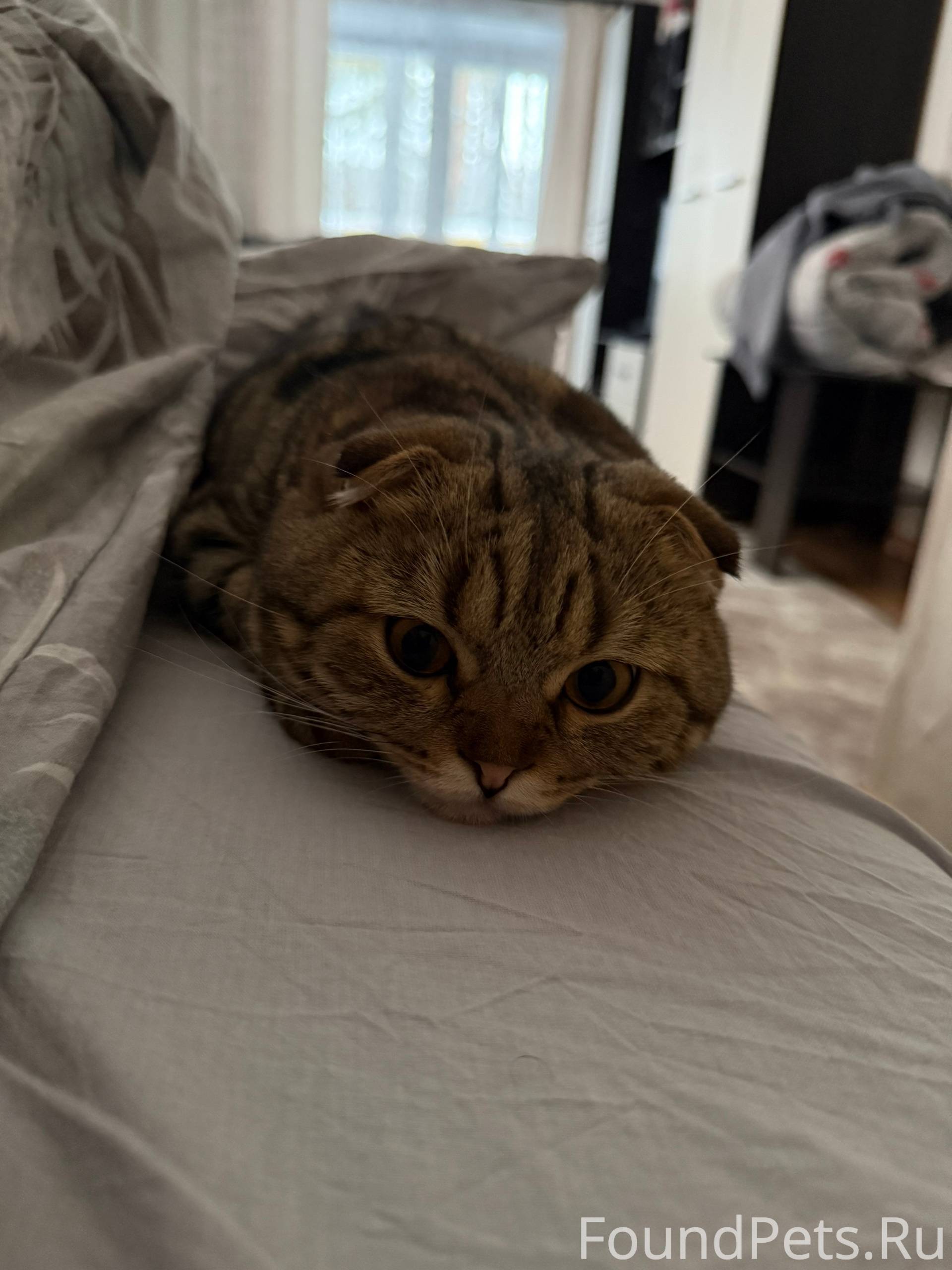 Пропал кот в районе Минина 5а....