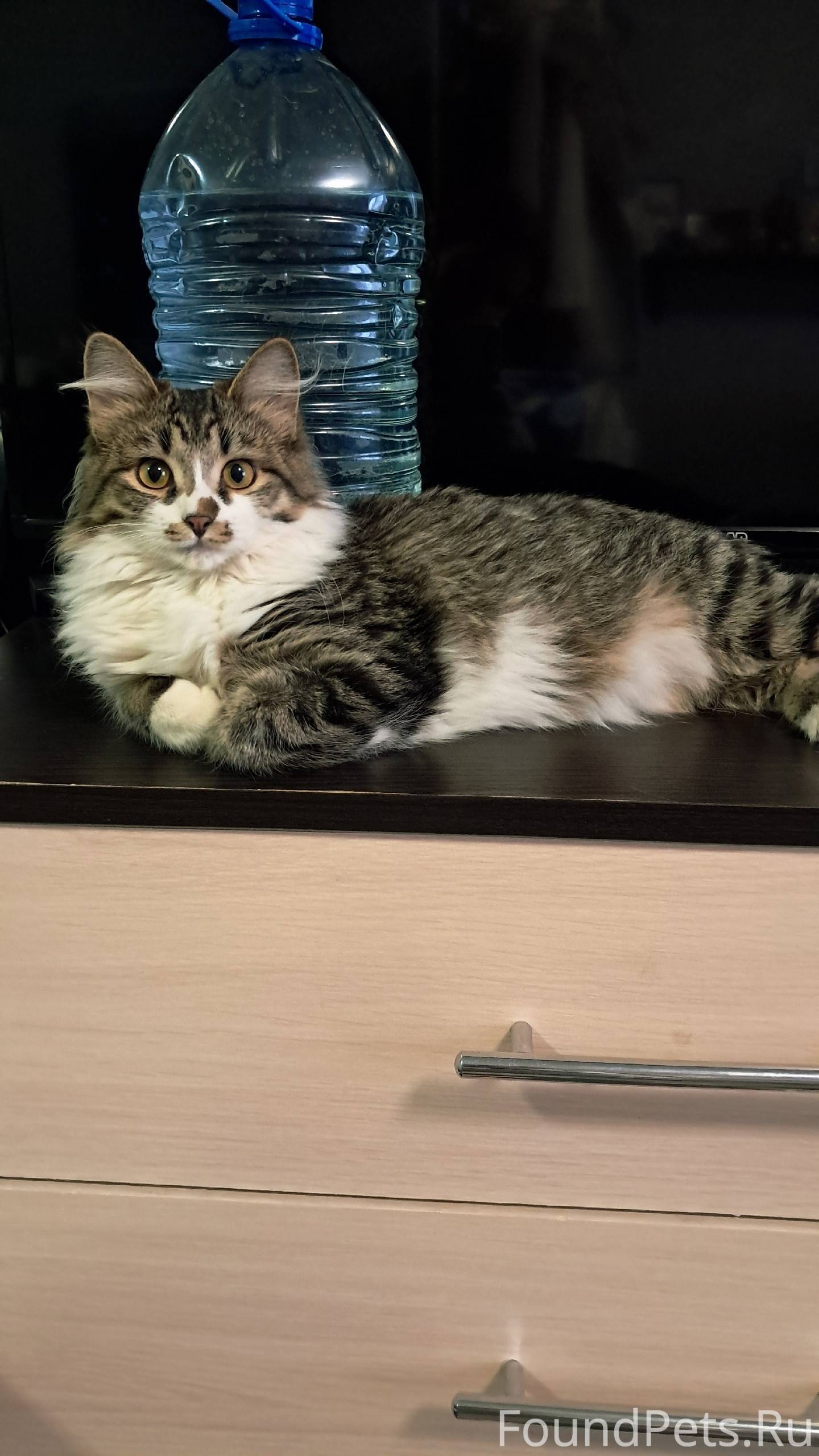 Найден котёнок- подросток на у...