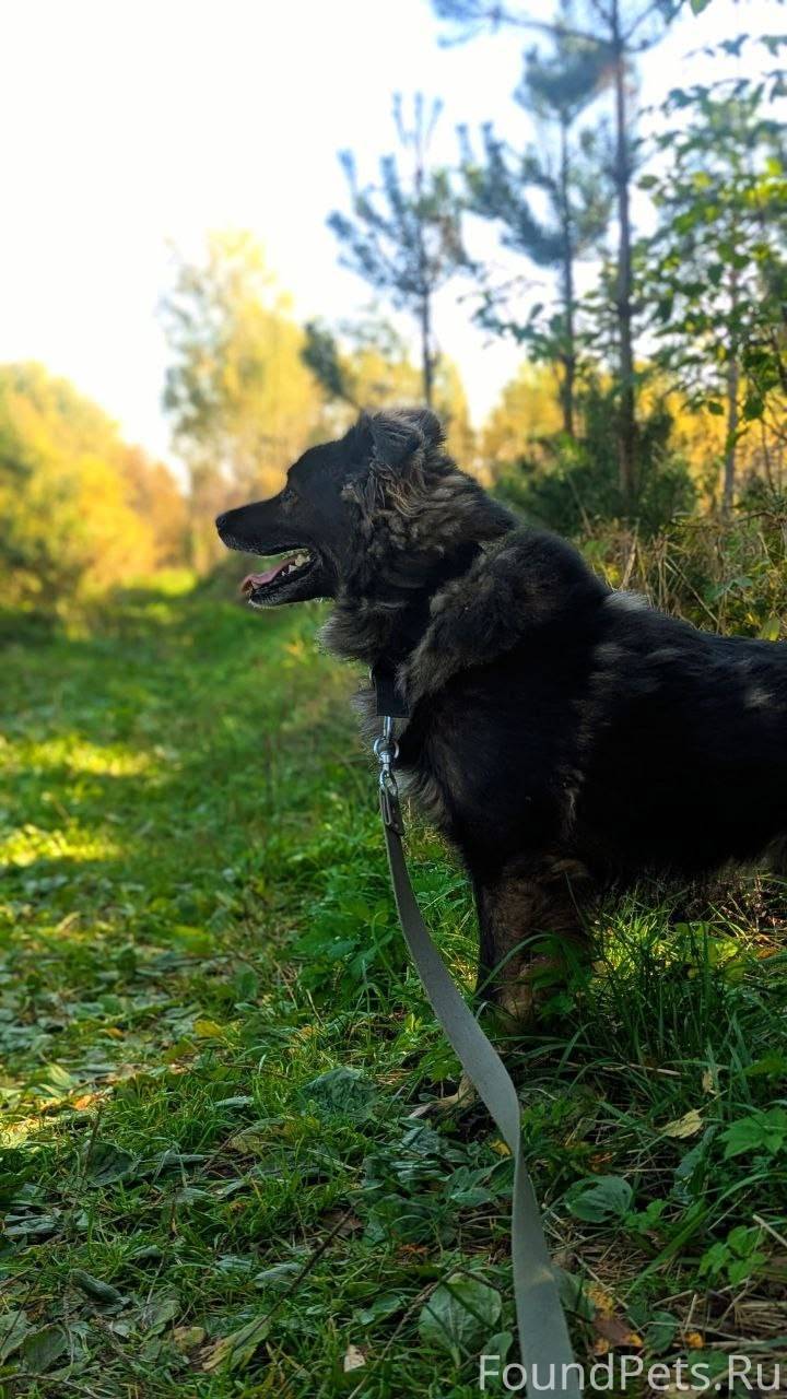 В садах,, Восход,, убежал пёс....
