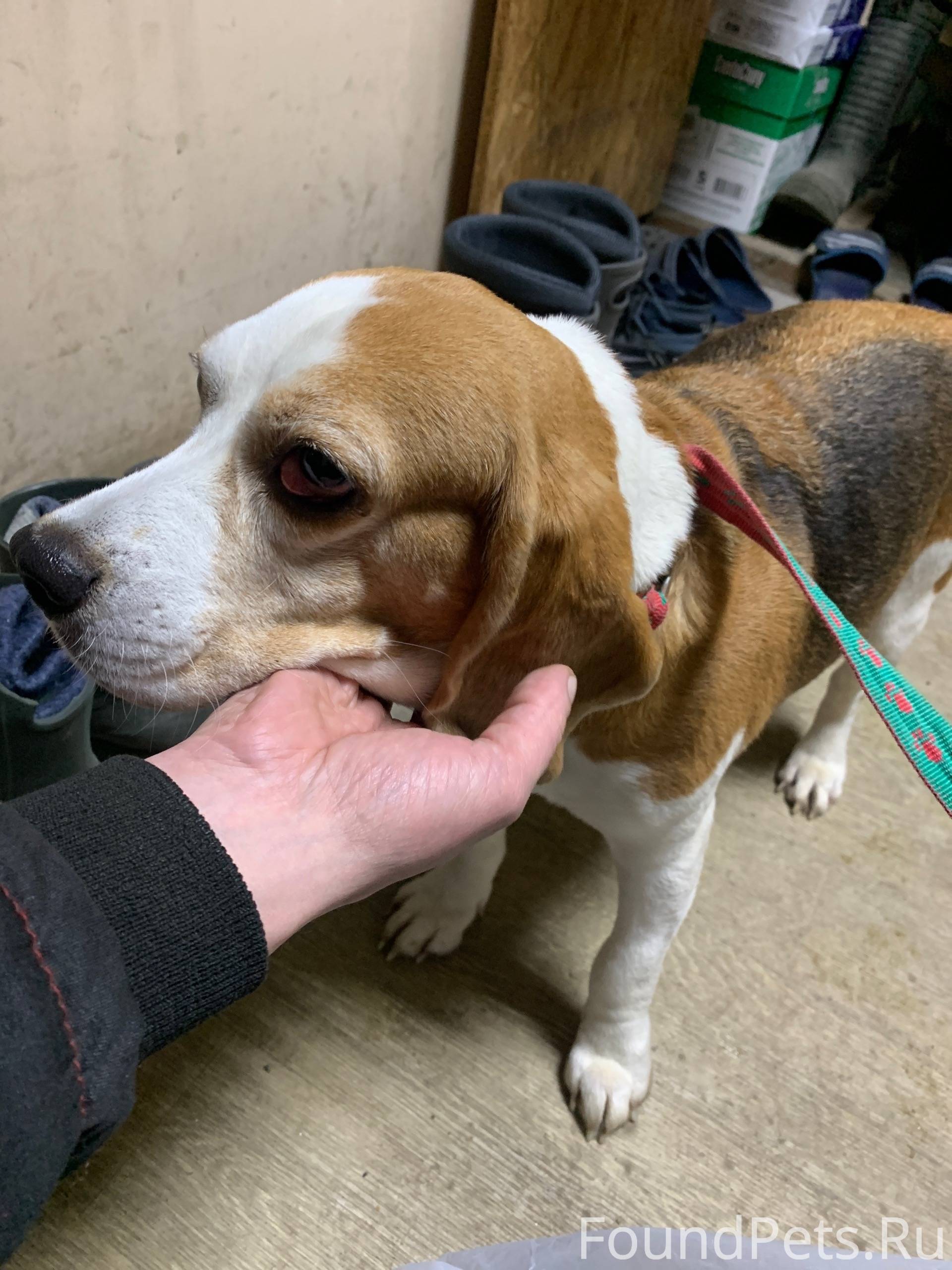 В центре города найдена собака...