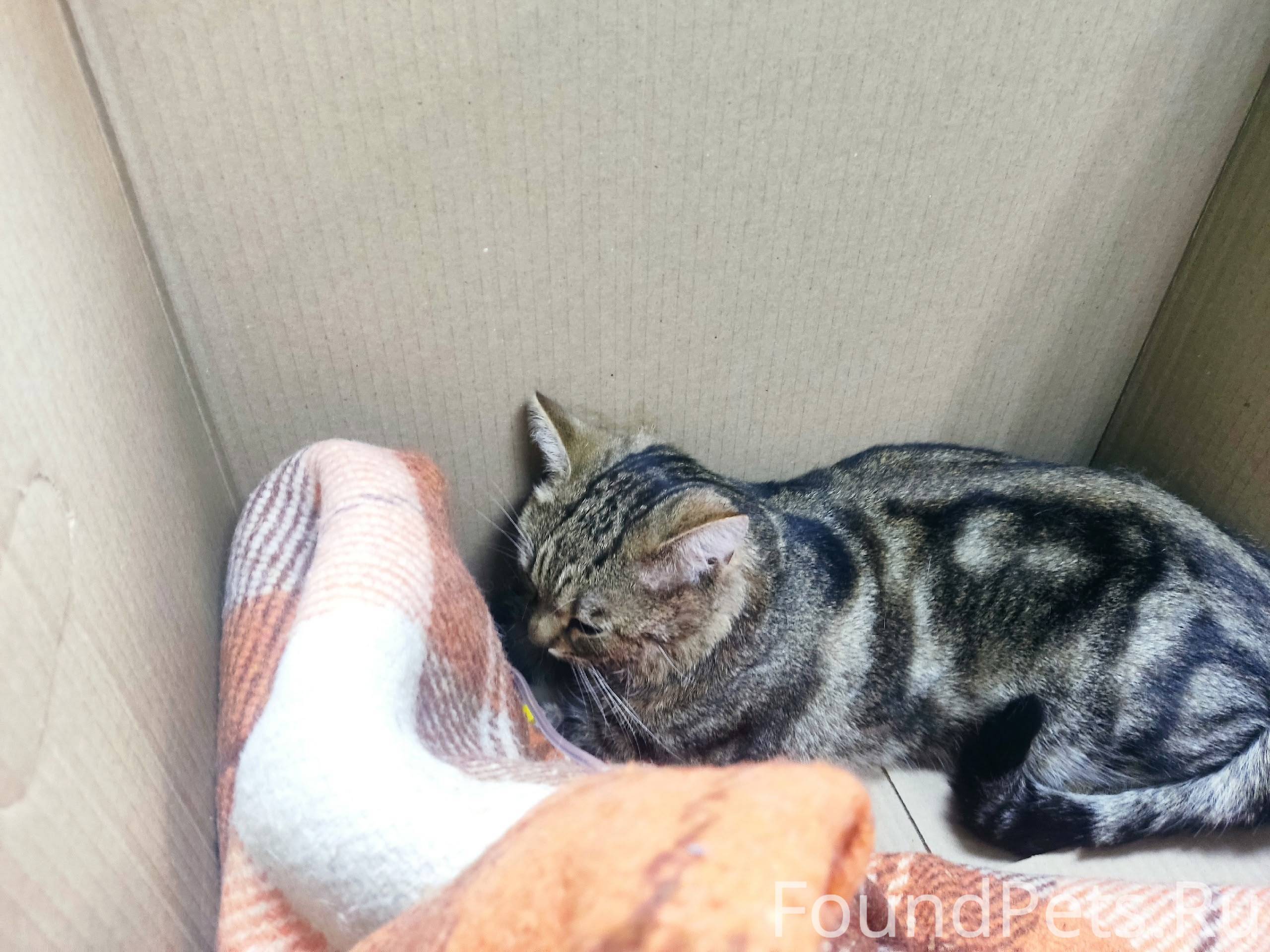 Найден котейка на Староникитск...