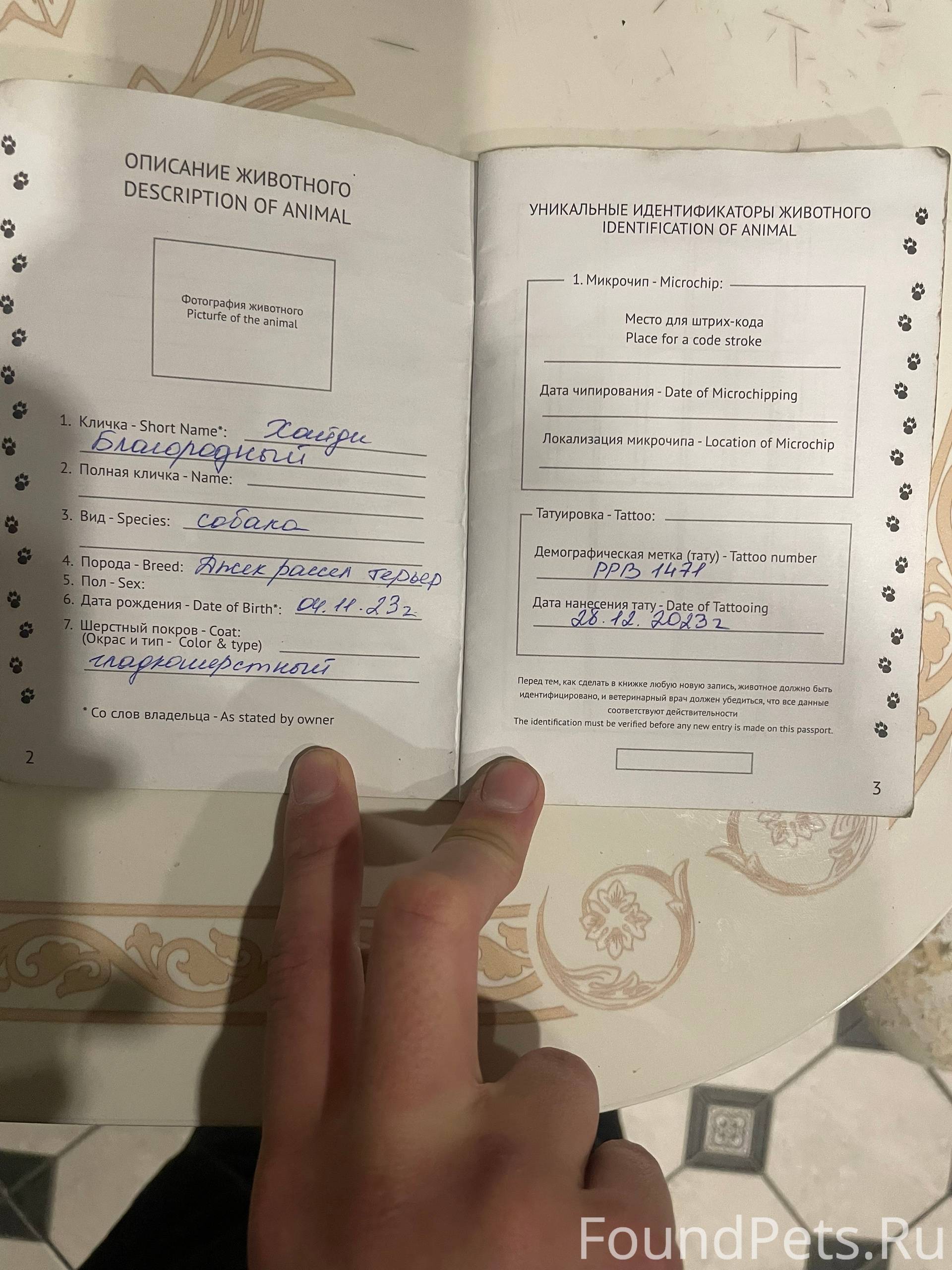 Убежала собака джек рассел в р...