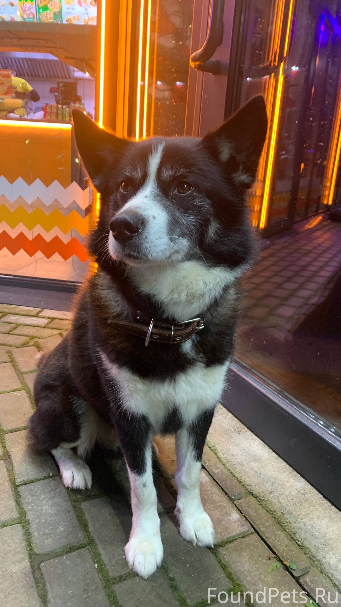 Светлогорск, собака замечена. ...