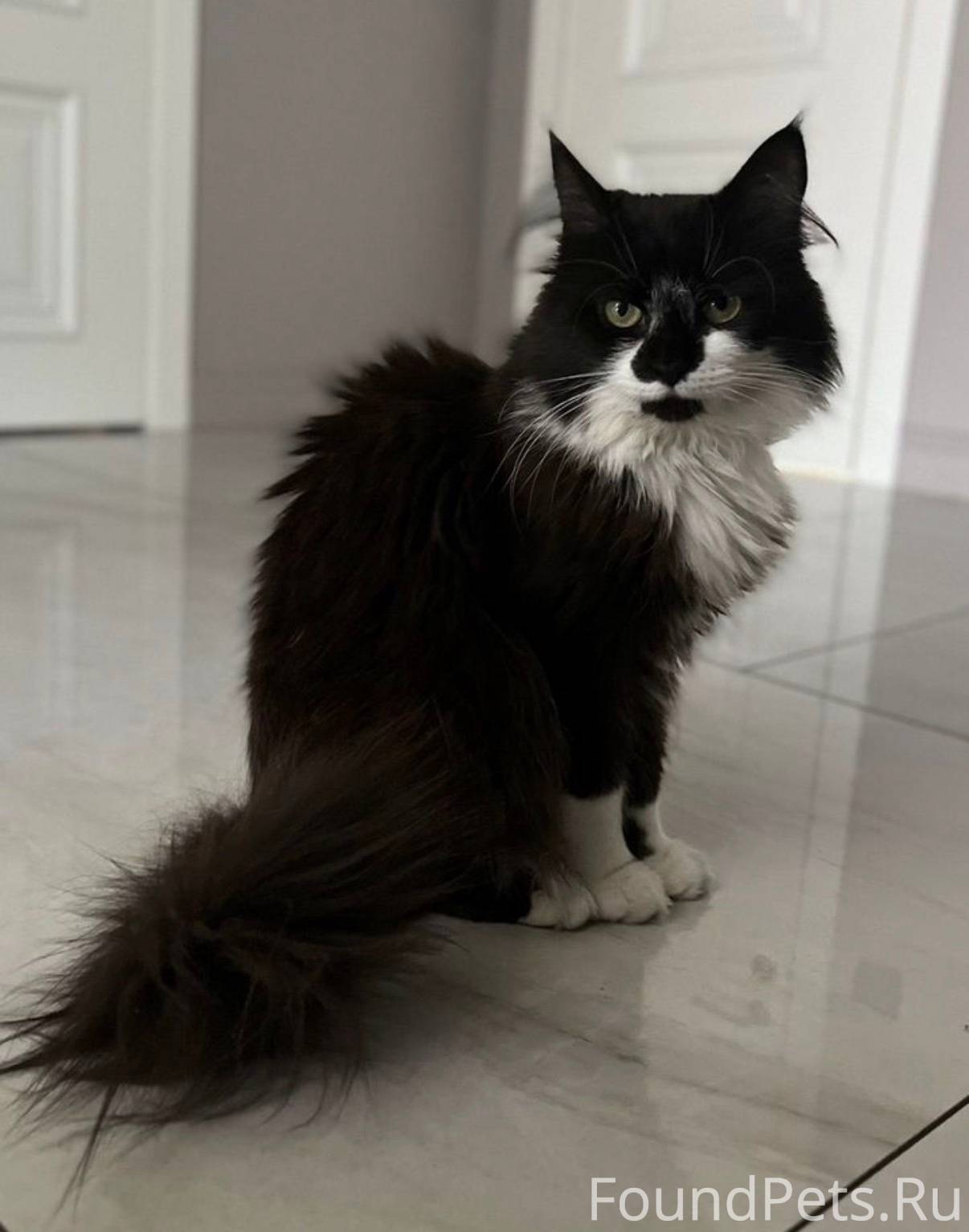 Пропала кошечка!!! Пожалуйста,...