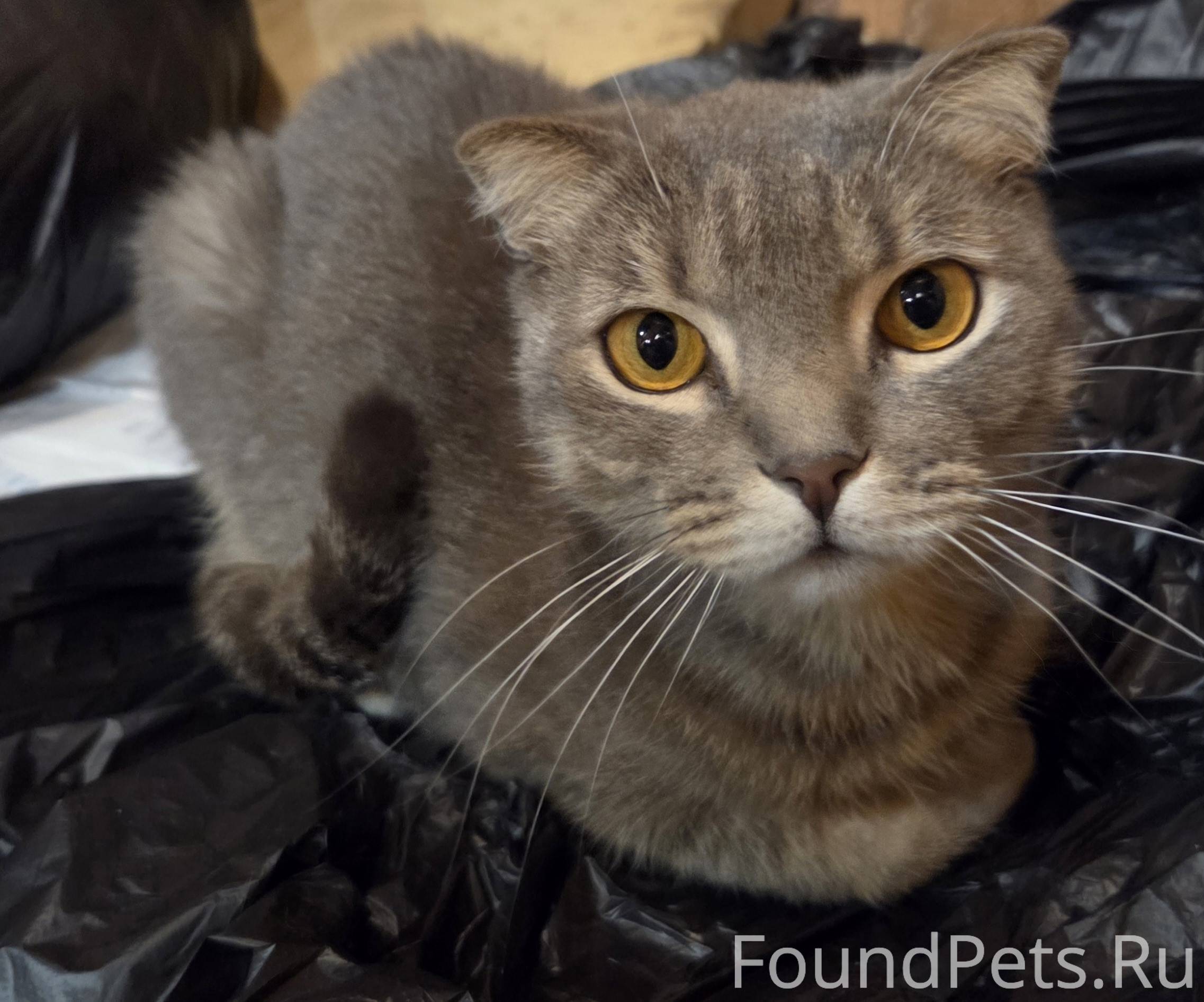 Оооочень ласковый, котик😍, воз...