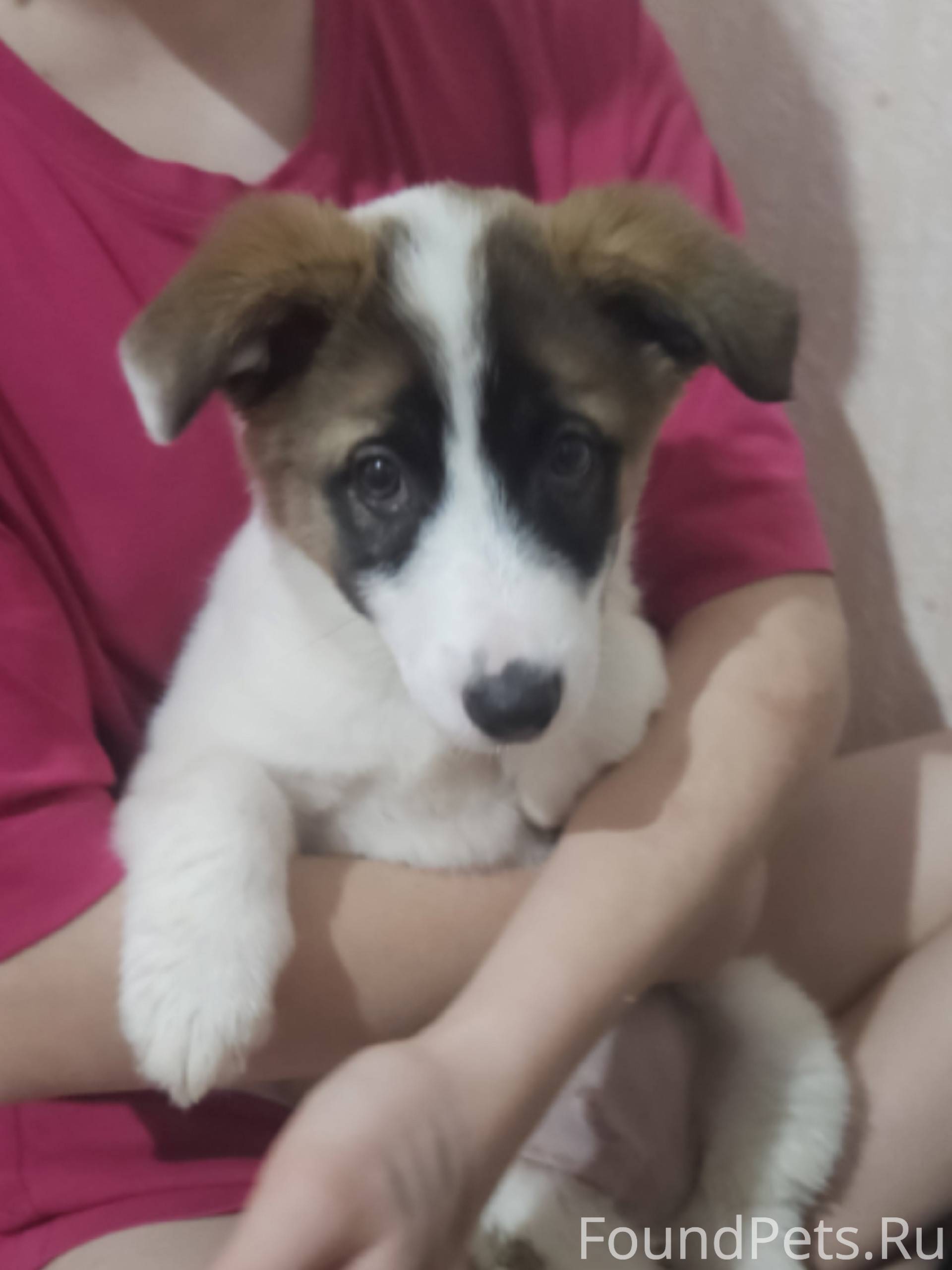 Здравствуйте нашли маленького ...