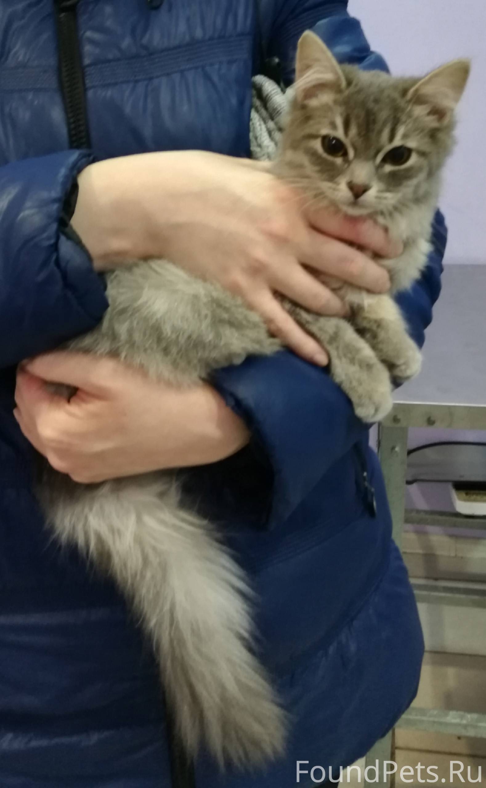 СРОЧНО! Найден котенок на Пред...