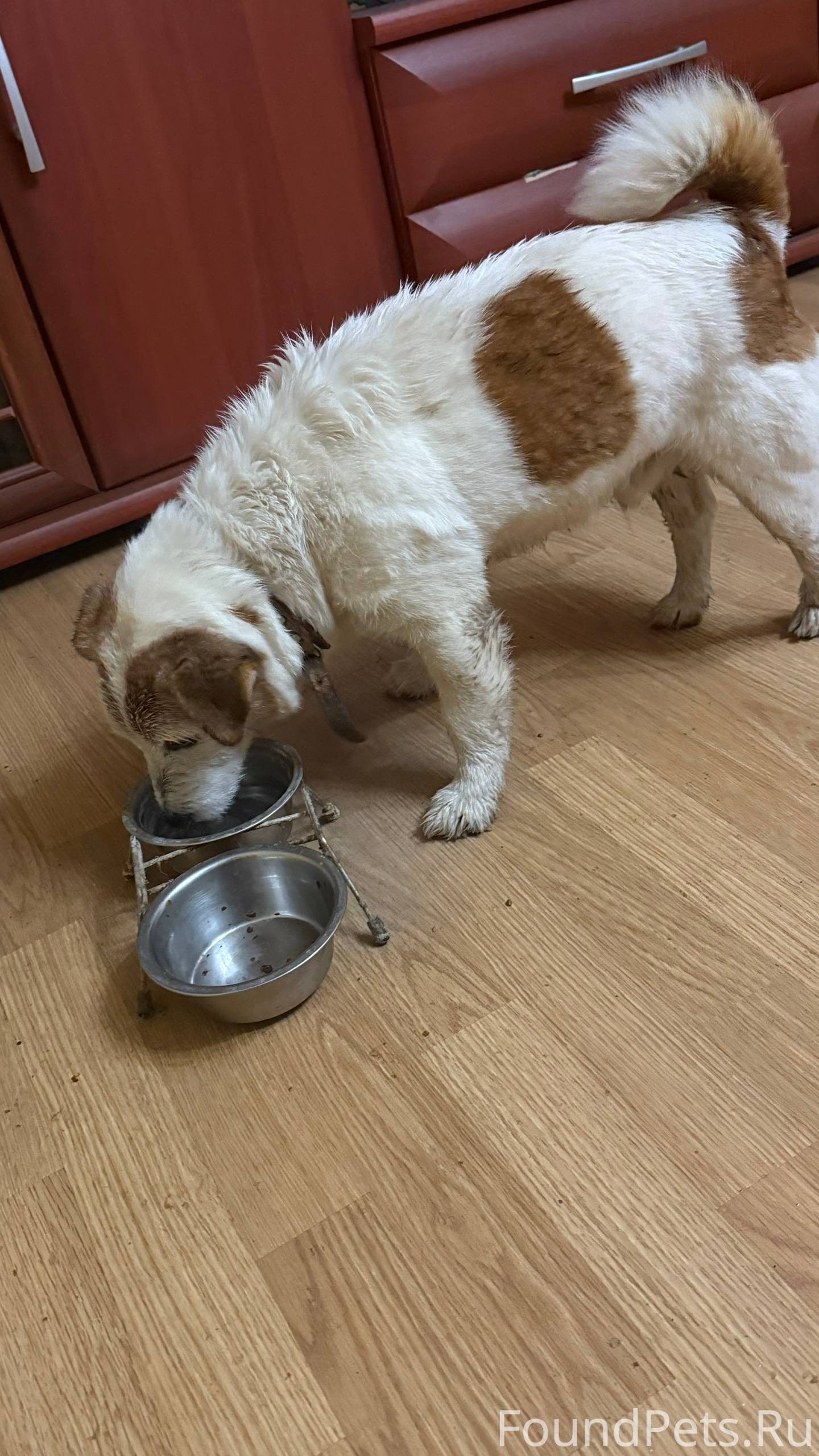 Найдена собака. Кобель. Остано...