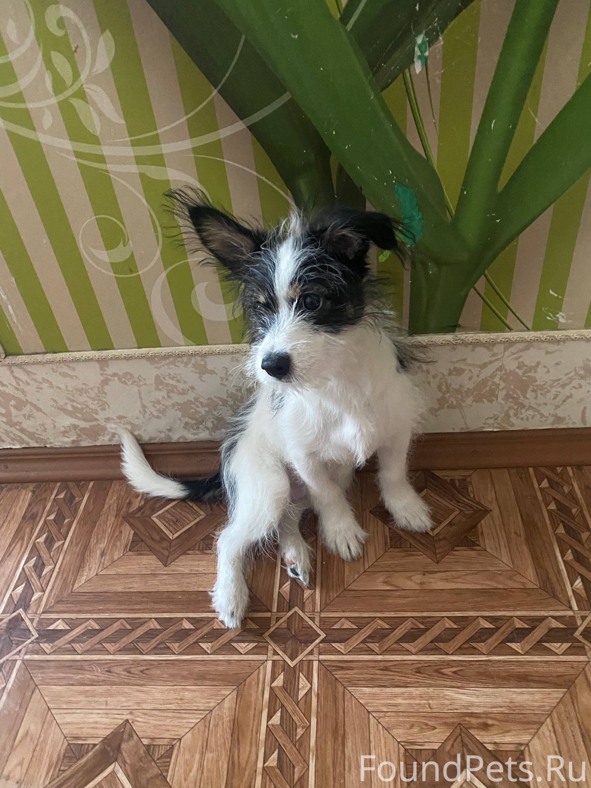 Пропала собака!!! 12.12.2025 п...