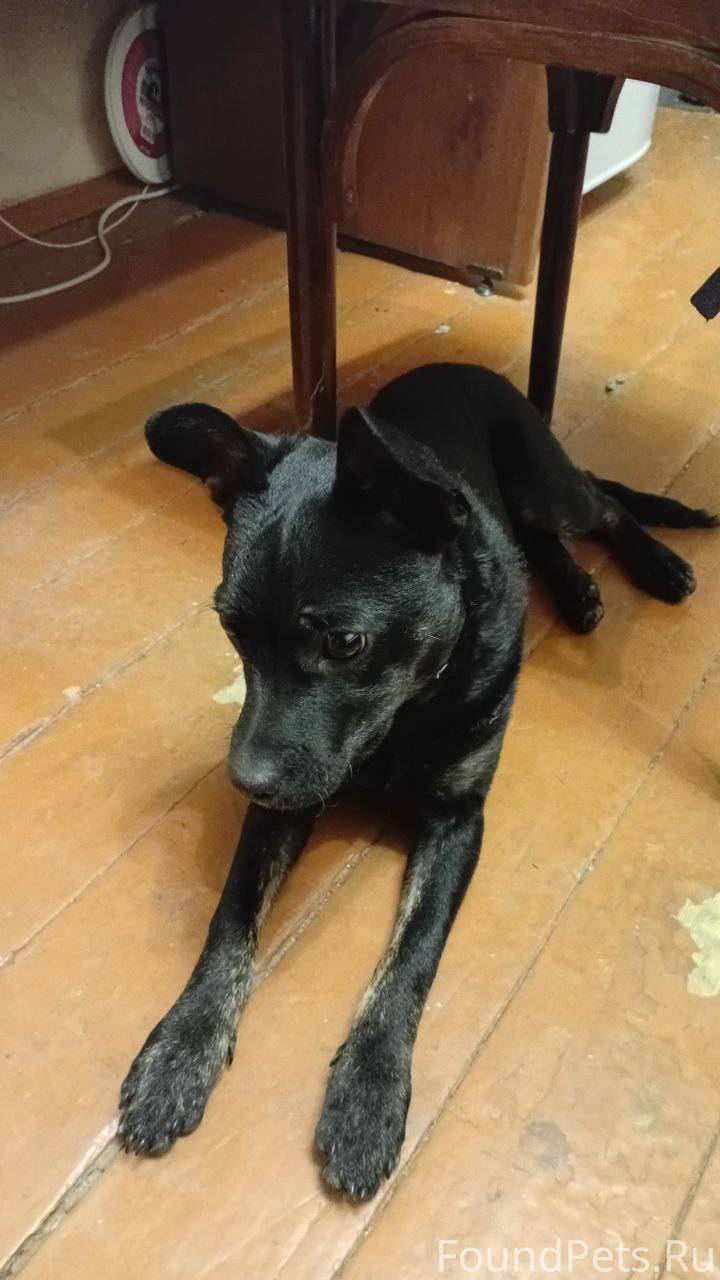 НАЙДЕНА СОБАКА! В районе Лагер...