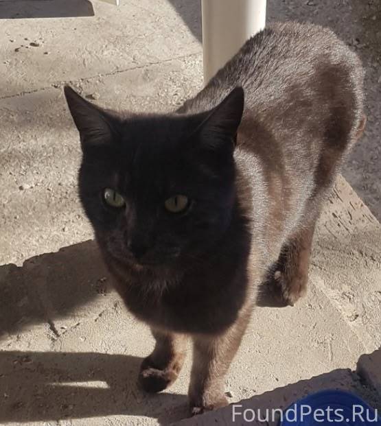 Кинель (лебедь). Пропал кот 05...