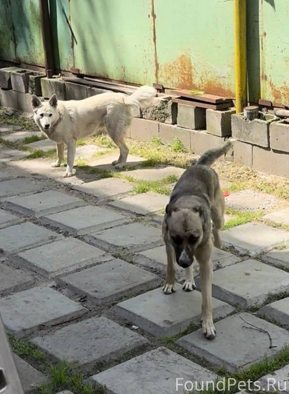 Пропали собаки! Пролетарский р...