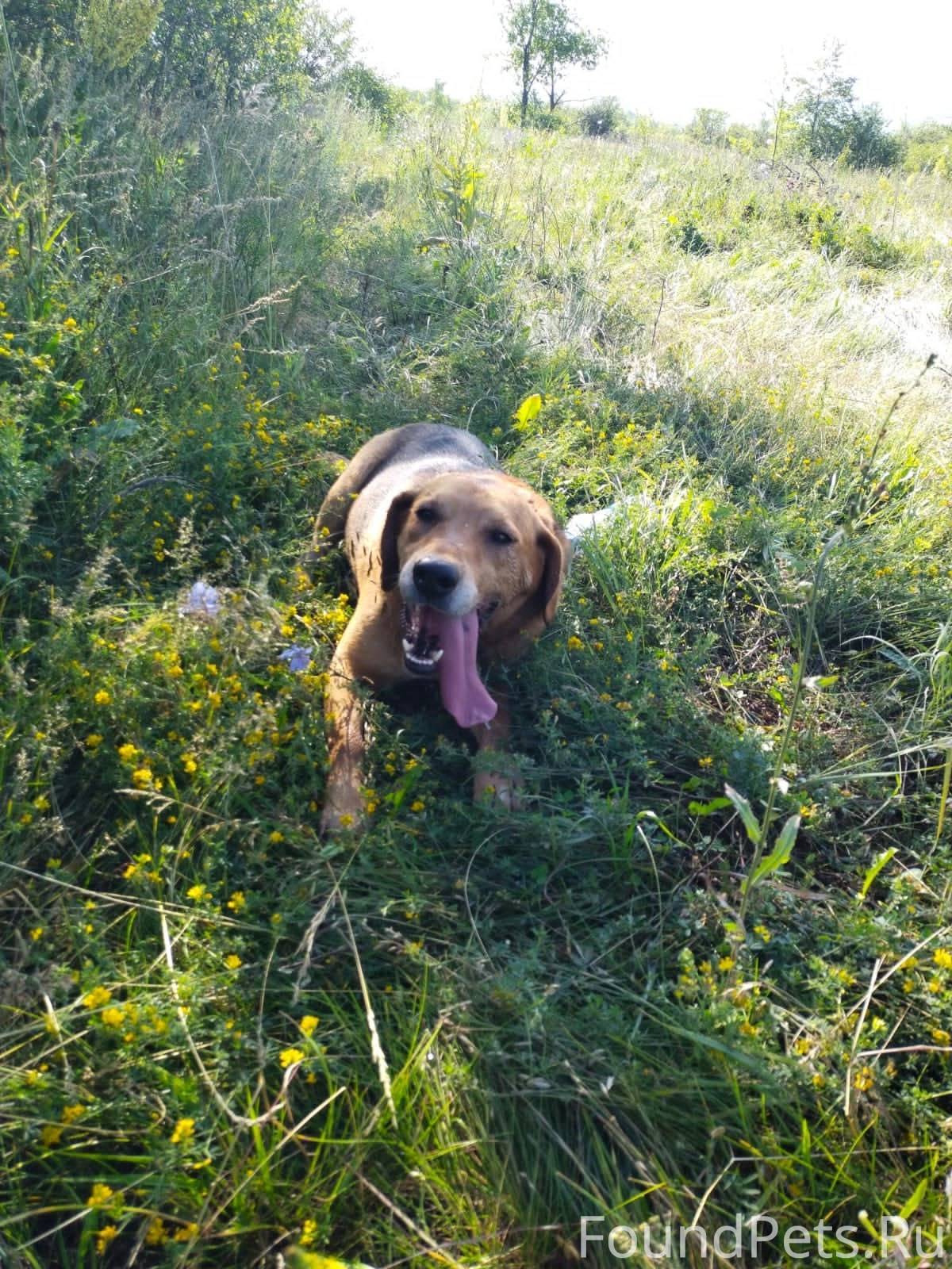 Пропала собака. Охотничья. Кли...