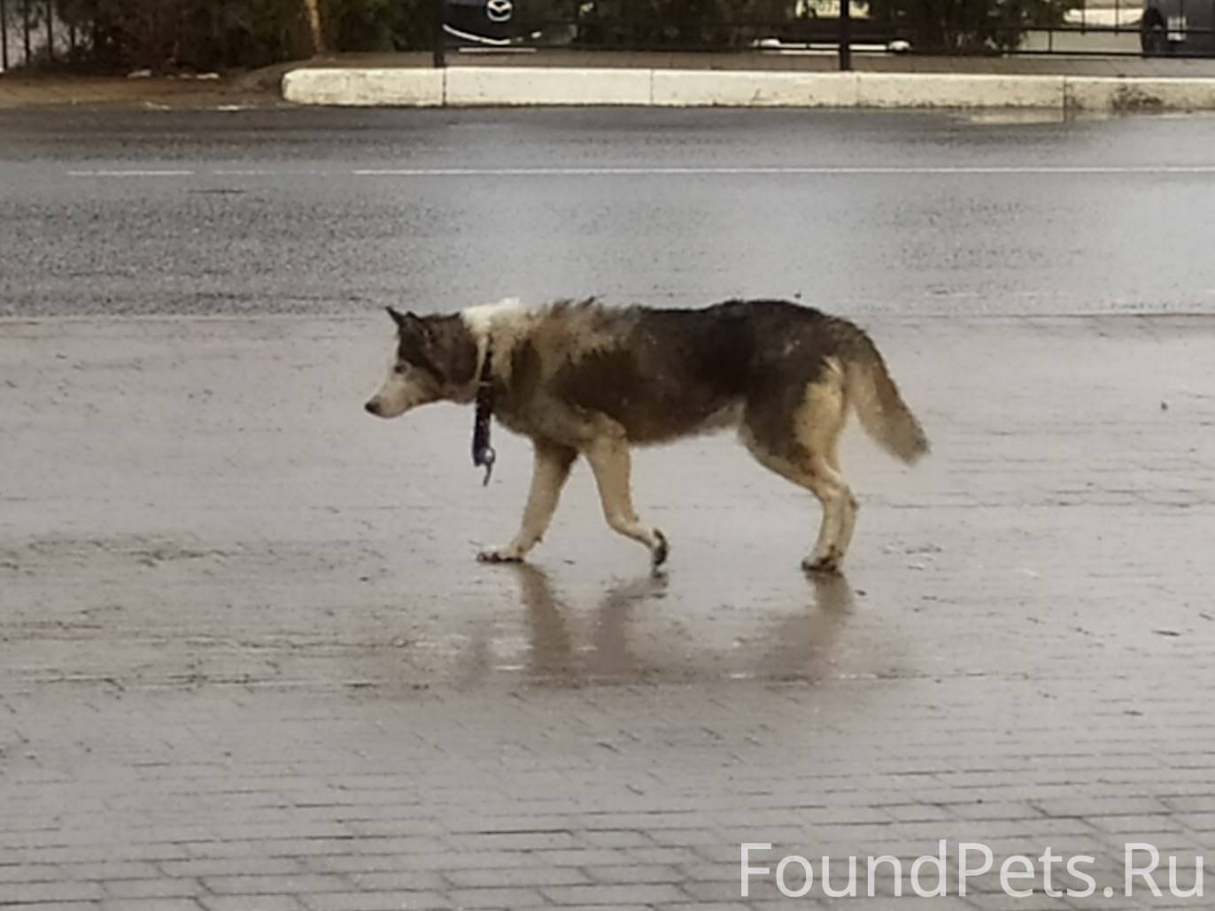 У кого убежал пёс