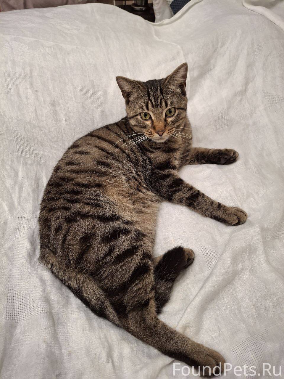 Найден кот. ул. Строителей 17