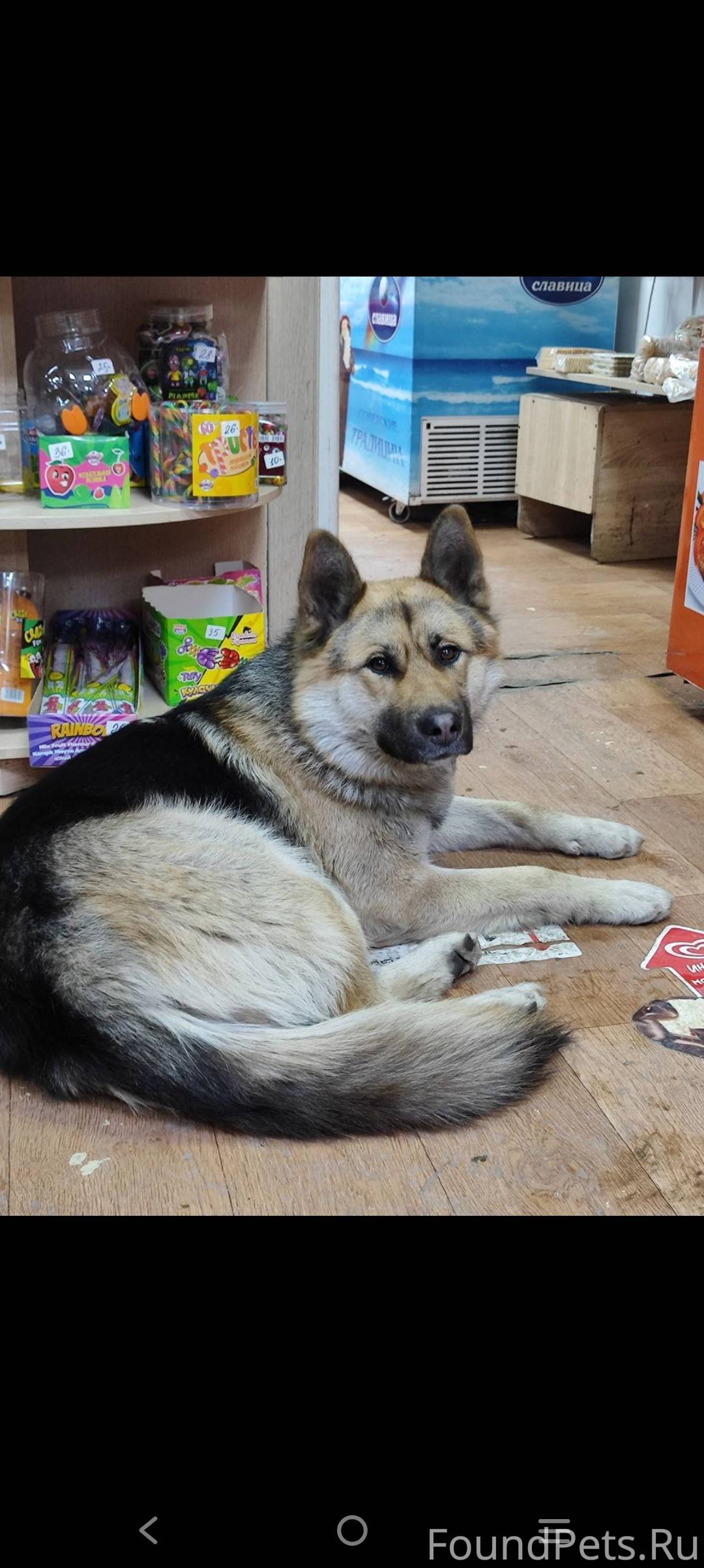 Потерялась собака. Сейчас нахо...