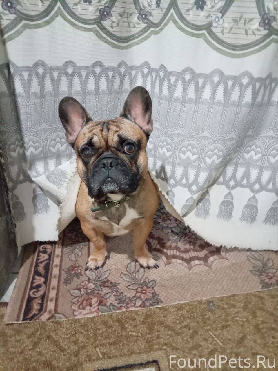 Внимание! Потеряшка! В селе Об...