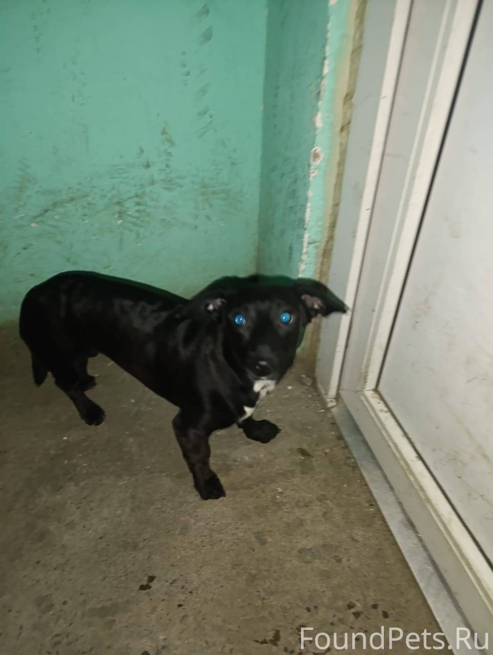 Найдена собака-смесь в районе ...