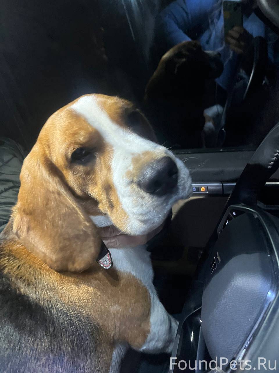 Две домашние собаки в ошейника...