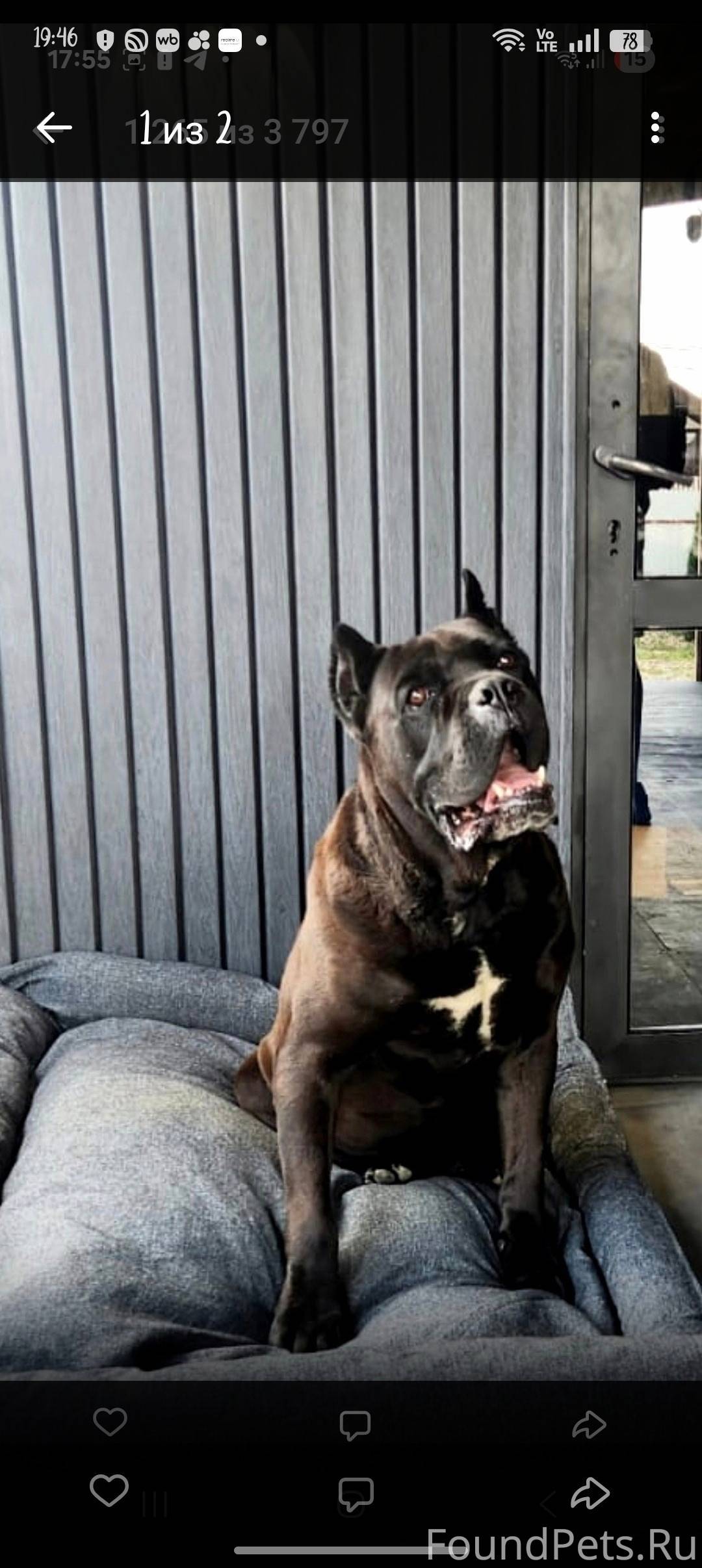 Добрый вечер. Убежала собака, ...