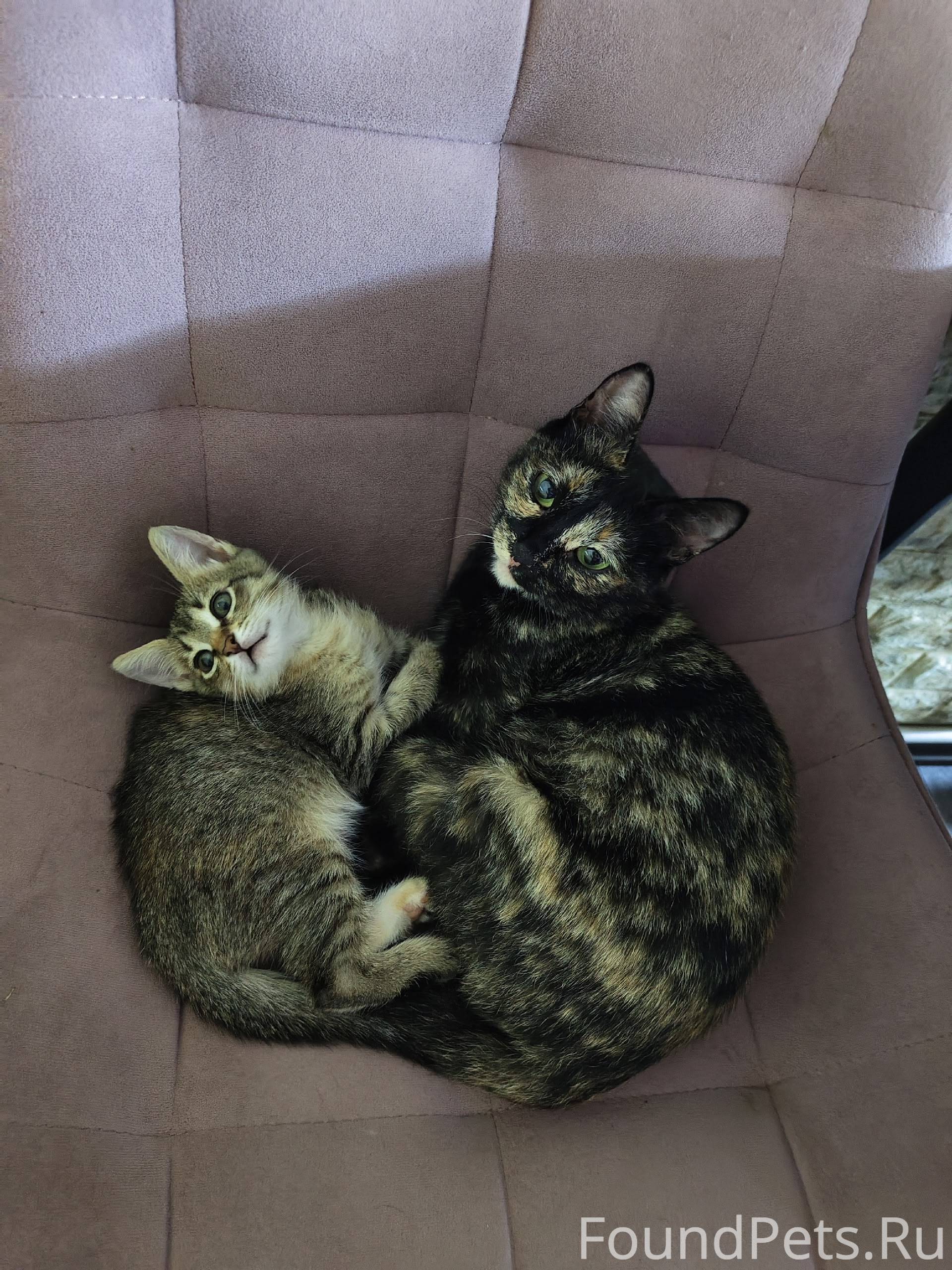 Пропала кошка по кличке Муся (...