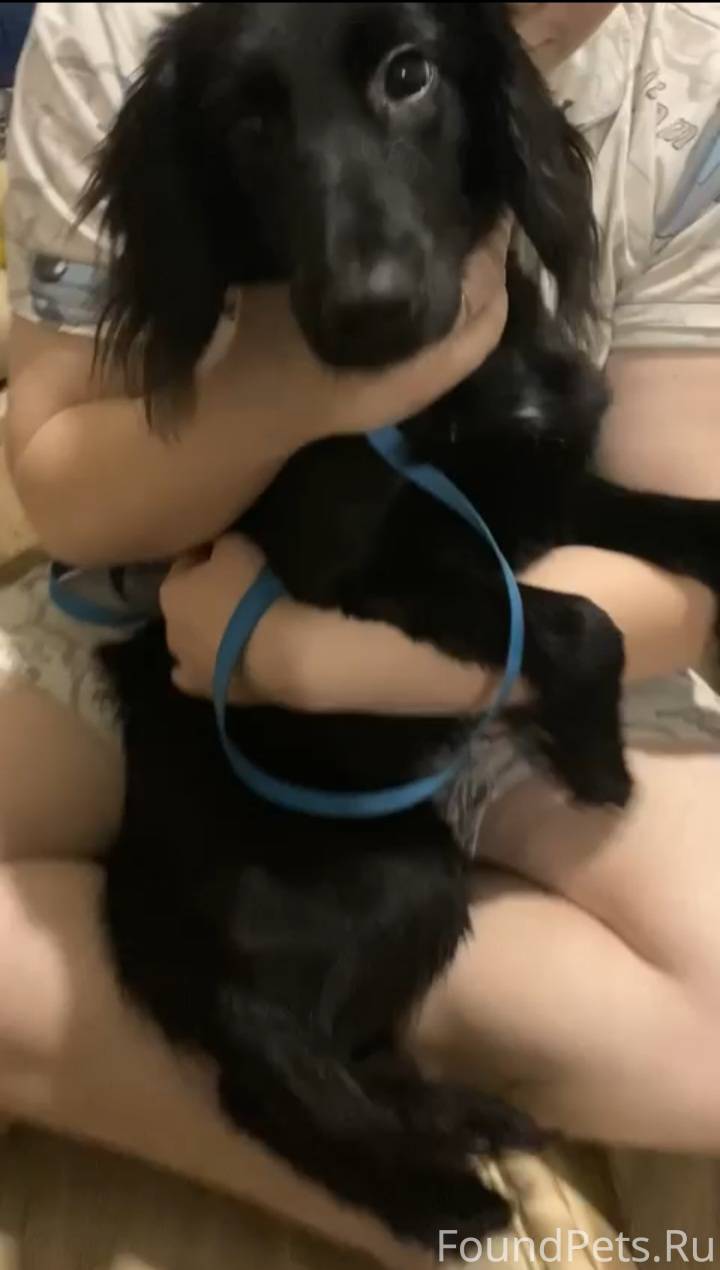 Найдена собака, испугана, ручн...
